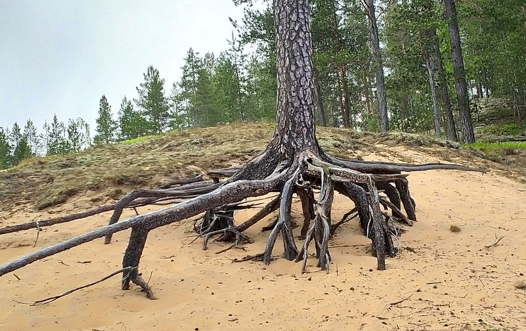 Three with open roots