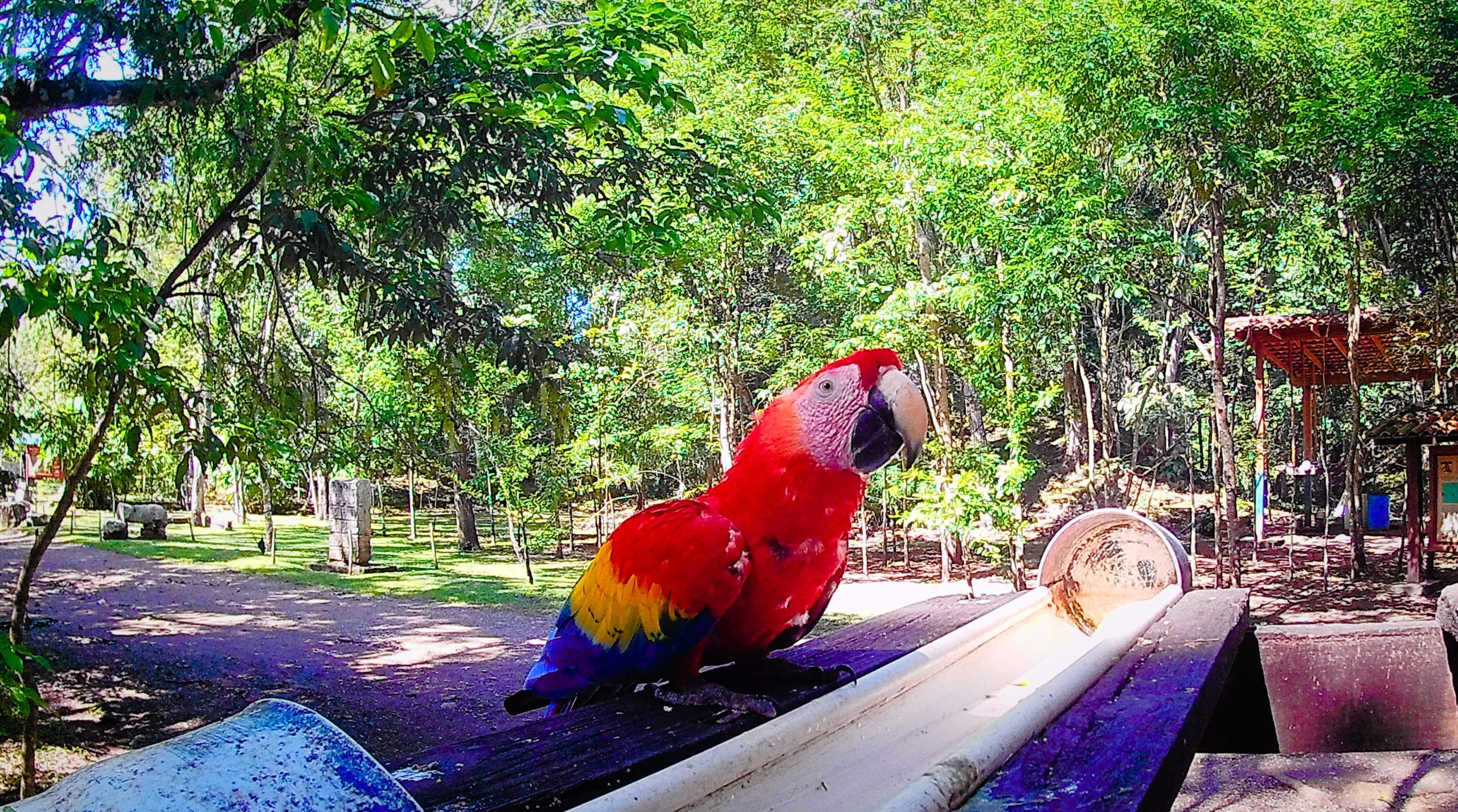 Scarlet Macaw in Copan Mayan ruins, Honduras | FinnsAway Travel Blog