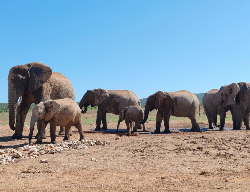 Lauma nornuja Addon kansallispuistossa Etelä-Afrikassa | Elämää Nomadina vuosikooste 2025
