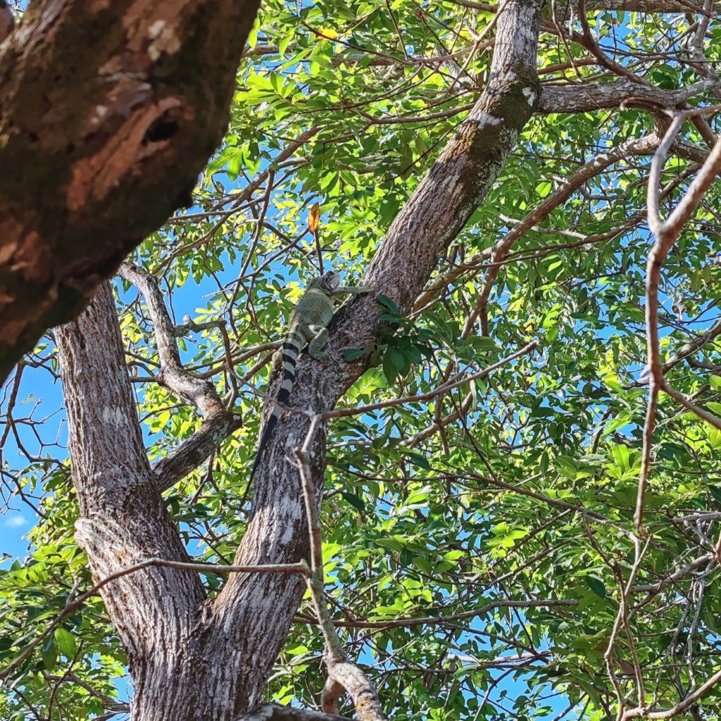 | Brazil | Amazon riverboat from Manaus to Santarém to Belém | Life as a Nomad