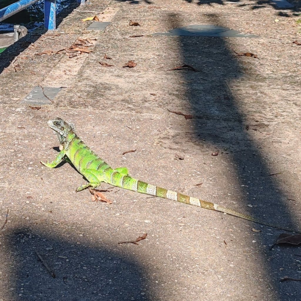 | Brazil | Amazon riverboat from Manaus to Santarém to Belém | Life as a Nomad