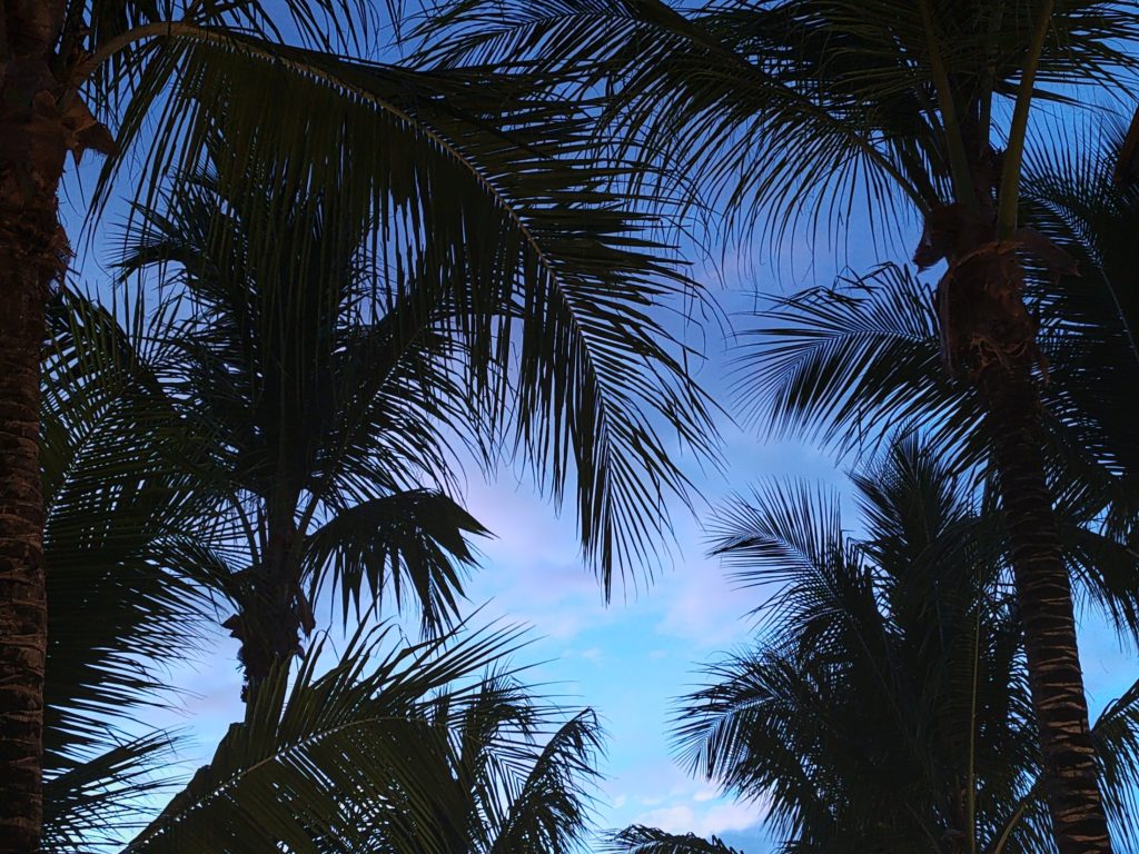 Palm trees at sunset, Dominicus | Dominican Republic | Elämää Nomadina