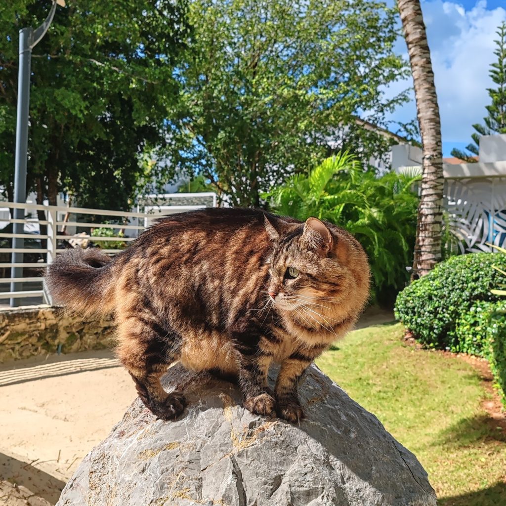 Spencer the Cat | Dominican Republic | Elämää Nomadina