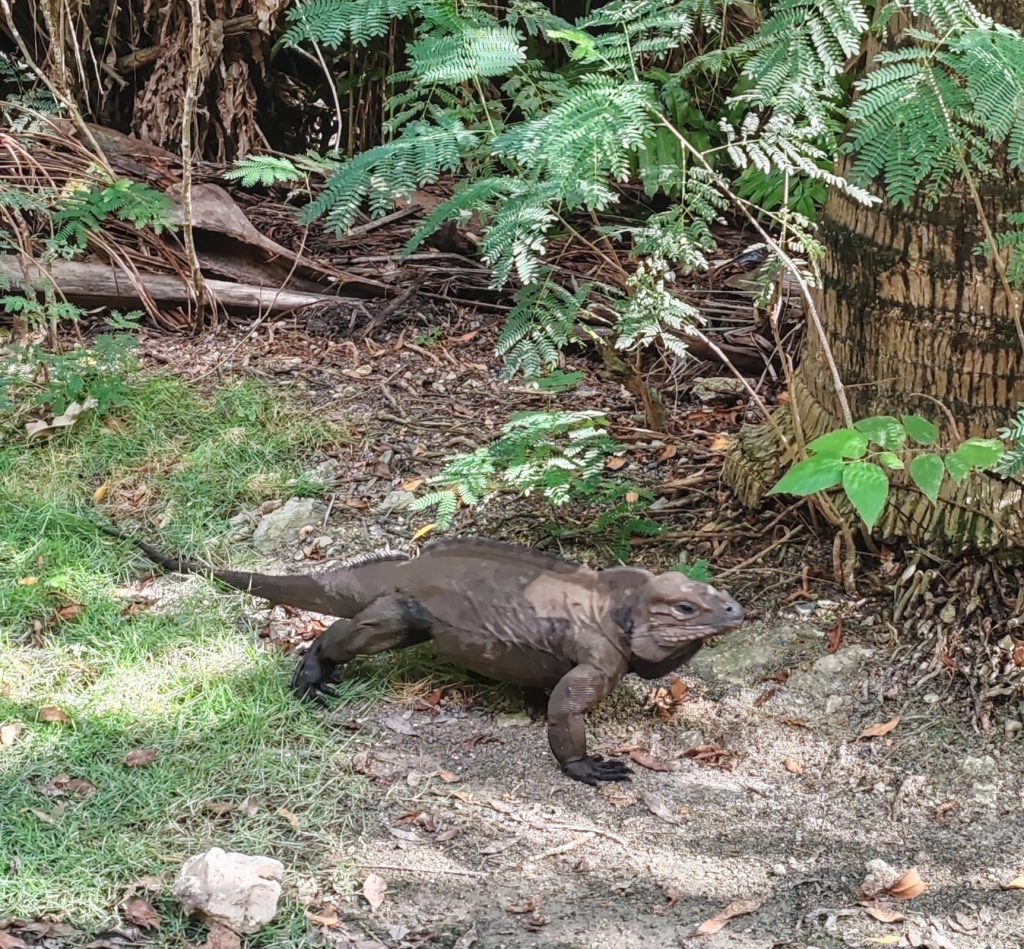 Iguana, Dominicus | Dominican Republic | Elämää Nomadina