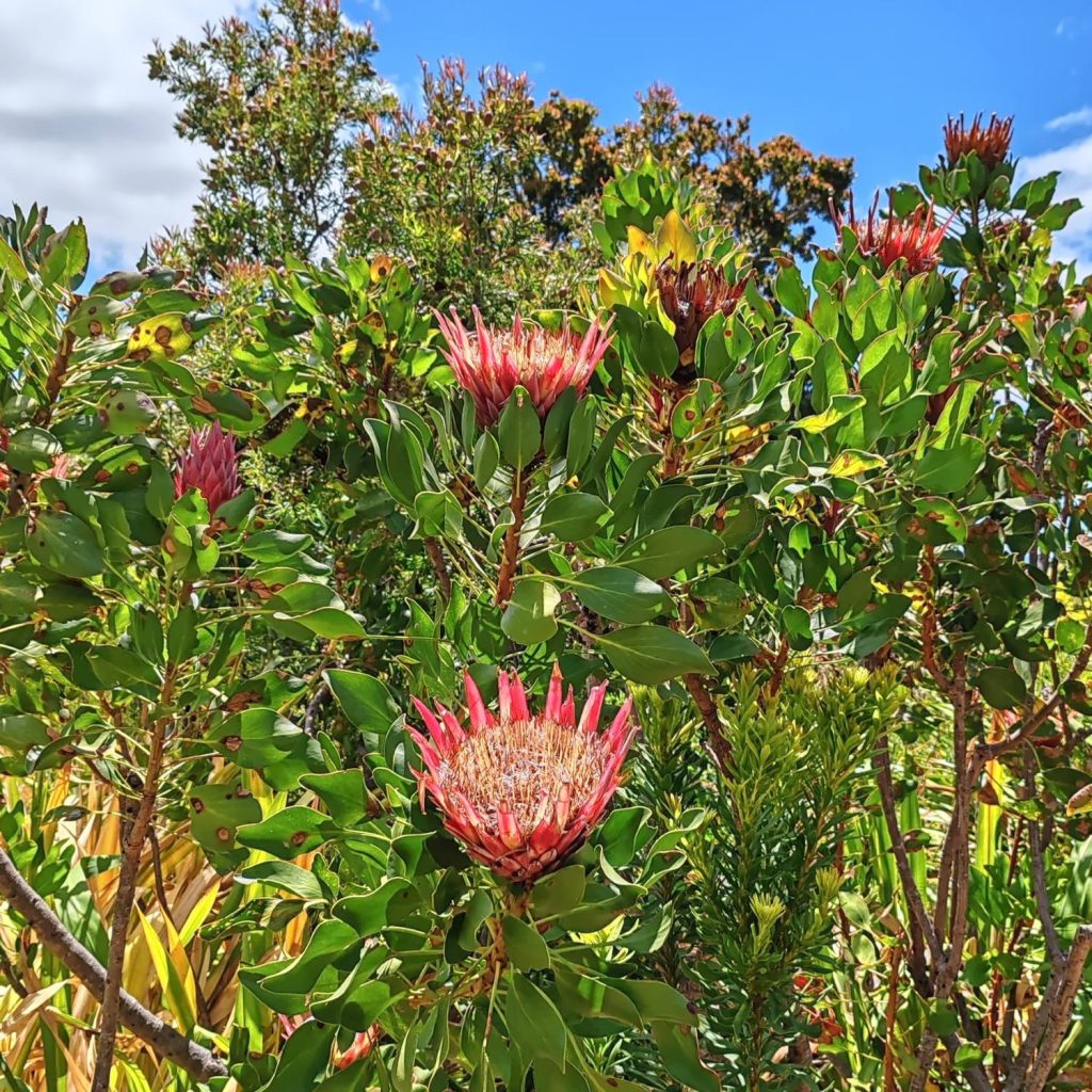 King protea, Kirstenbosch Botanical Garden | Cape Town is South Africa's most beautiful city destination | Elämää Nomadina blog