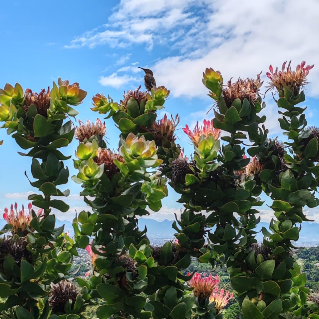Kirstenbosch Botanical Garden | Cape Town is South Africa's most beautiful city destination | Elämää Nomadina blog
