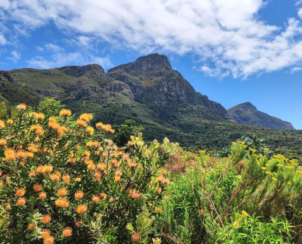 Kirstenbosch Botanical Garden and view of Table Mountain | Cape Town is South Africa's most beautiful city destination | Elämää Nomadina blog