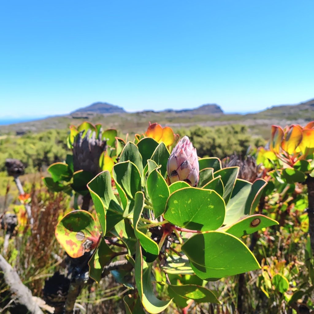 Hiking scenery on Table Mountain | Cape Town is South Africa's most beautiful city destination | Elämää Nomadina blog