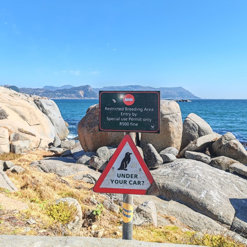 Penguin hazard, Boulders Beach | Cape Town is South Africa's most beautiful city destination | Elämää Nomadina blog