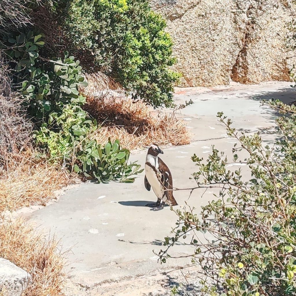 African penguin at Water's Edge Beach | Cape Town is South Africa's most beautiful city destination | Elämää Nomadina blog