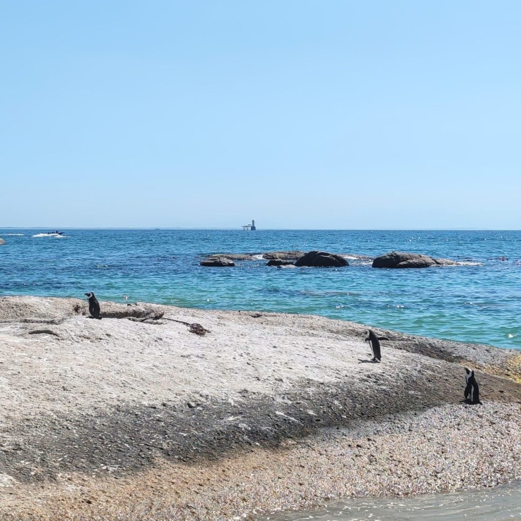 African penguin at Water's Edge Beach | Cape Town is South Africa's most beautiful city destination | Elämää Nomadina blog