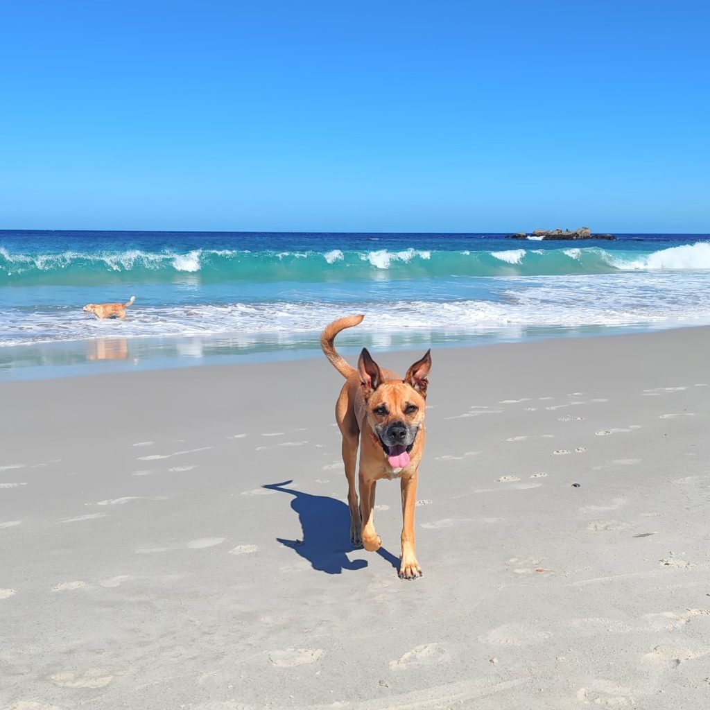 Dogs at Clifton Beach | Cape Town is South Africa's most beautiful city destination | Elämää Nomadina blog