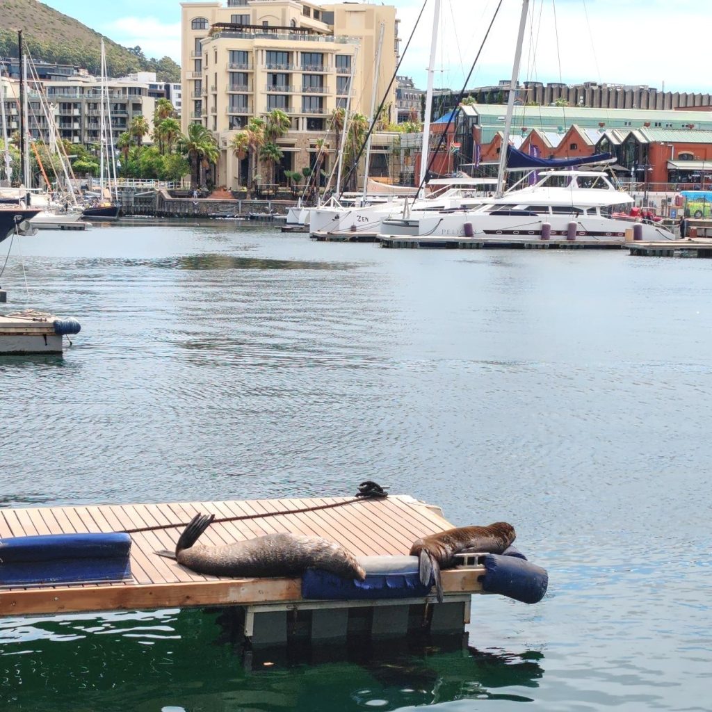 Seals at the V&A Waterfront | Cape Town is South Africa's most beautiful city destination | Elämää Nomadina blog