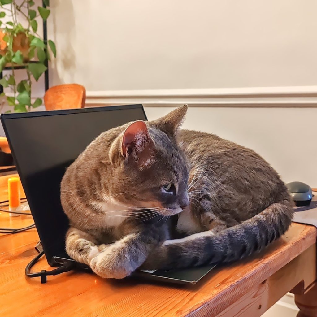 Cat and computer | Cape Town is South Africa's most beautiful city destination | Elämää Nomadina blog