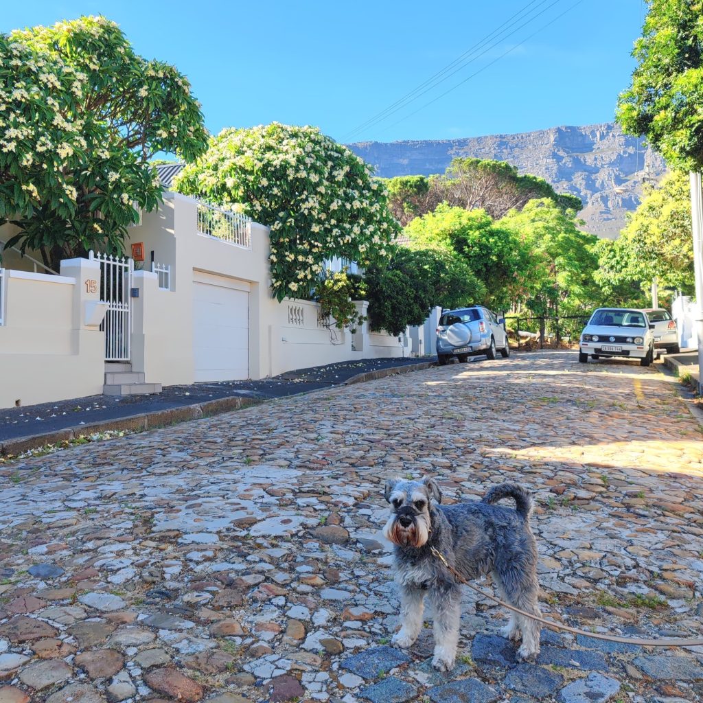 Dog and street scene in Vredehoek | Cape Town is South Africa's most beautiful city destination | Elämää Nomadina blog
