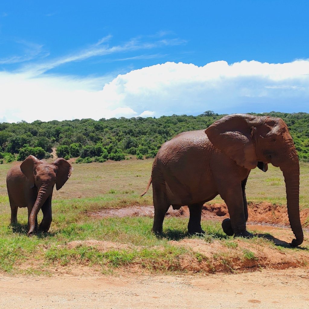 Elephants in Addo Elephant National Park in South Africa