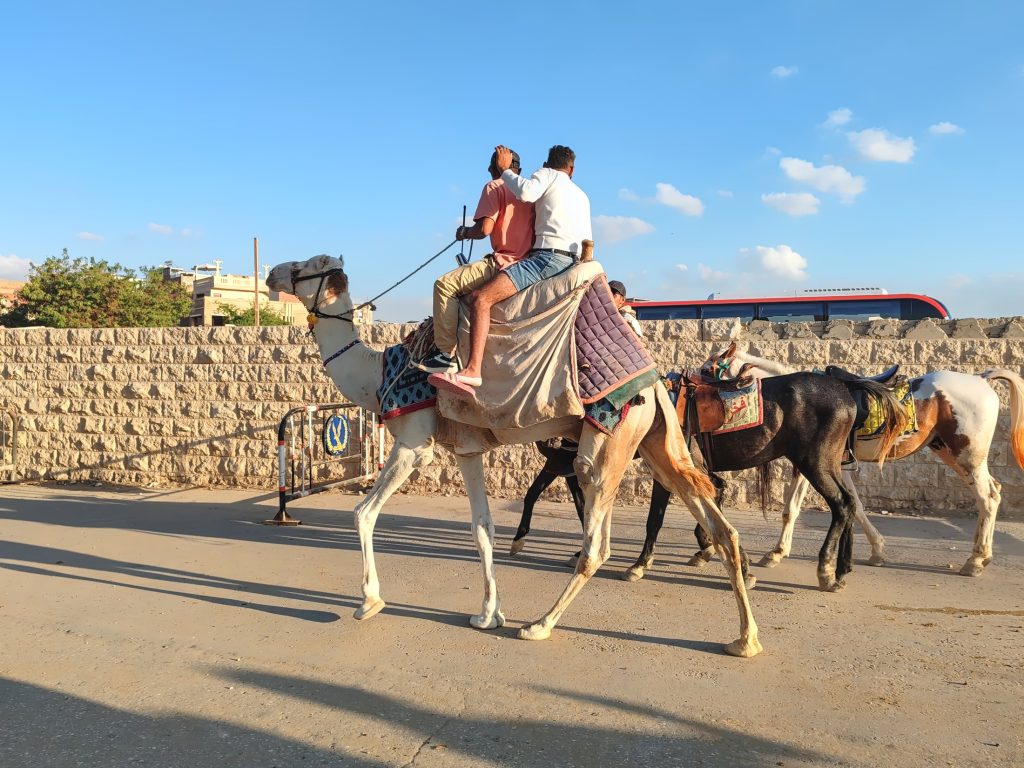 Kameli ja hevosia Gizassa | Giza ja Kairo, Egypti | Elämää Nomadina