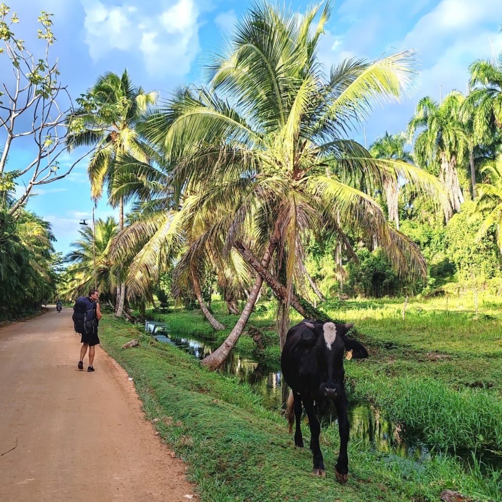 Dirt road, palm trees and a small cow in Las Terrenas | Dominican Republic; Boca Chica and Samaná Peninsula | Elámää Nomadina blog