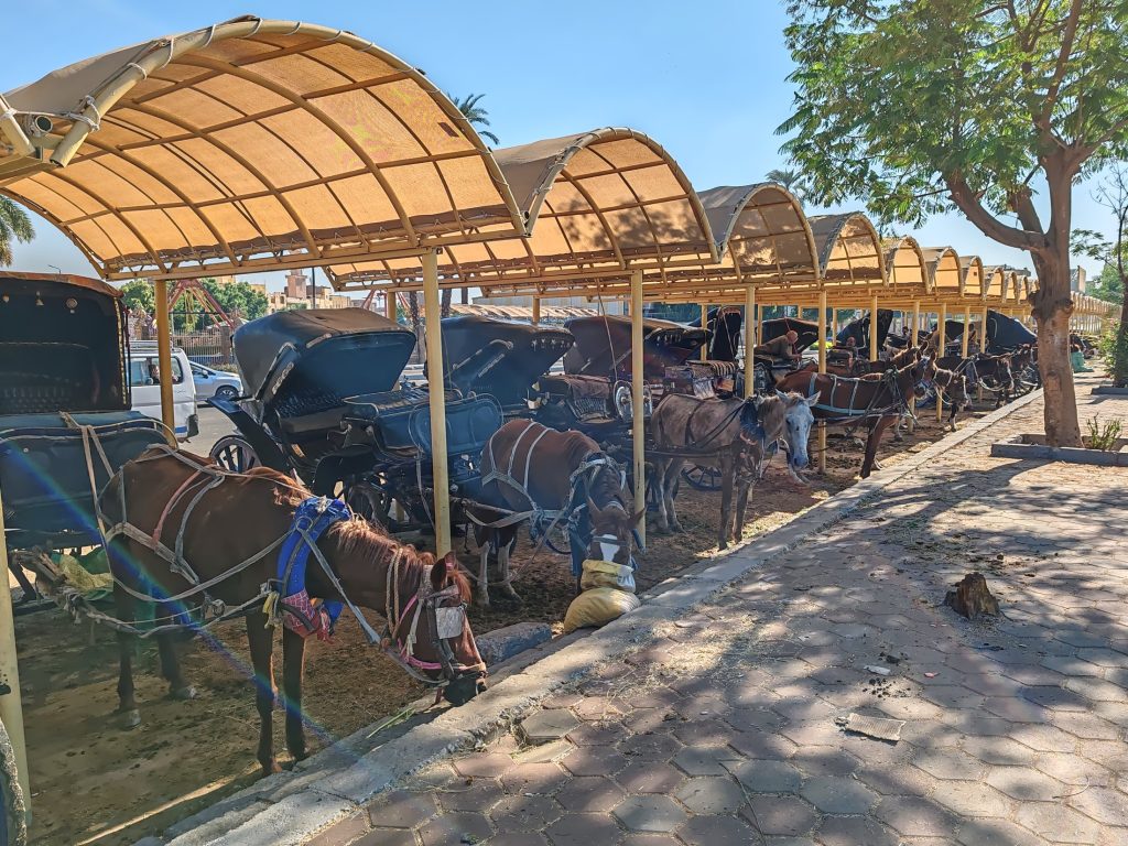 Hevosten lepohetki | Luxor, Egypti | Elämää Nomadina