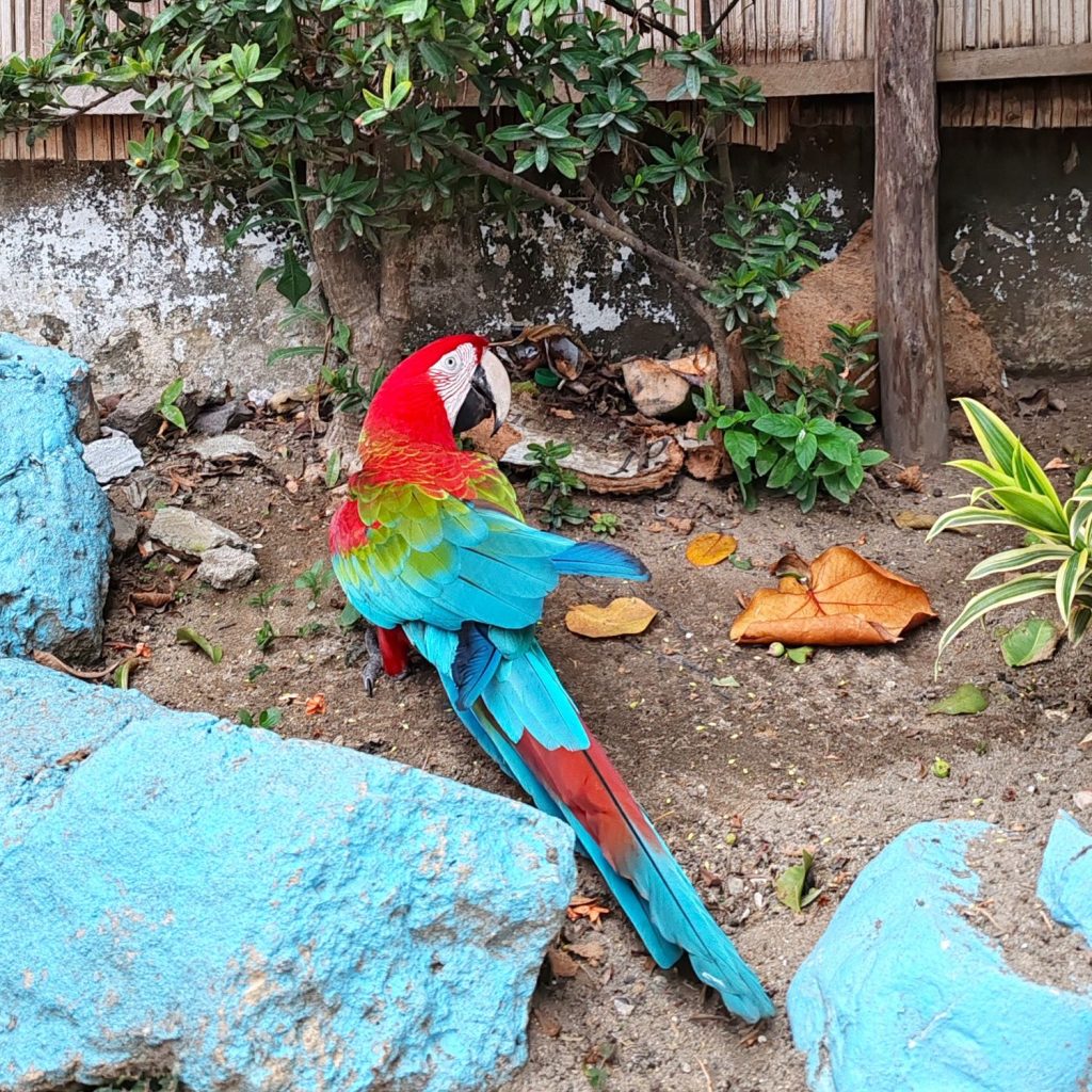 Scarlet macaw in Palomino | Colombia | Elämää Nomadina blog