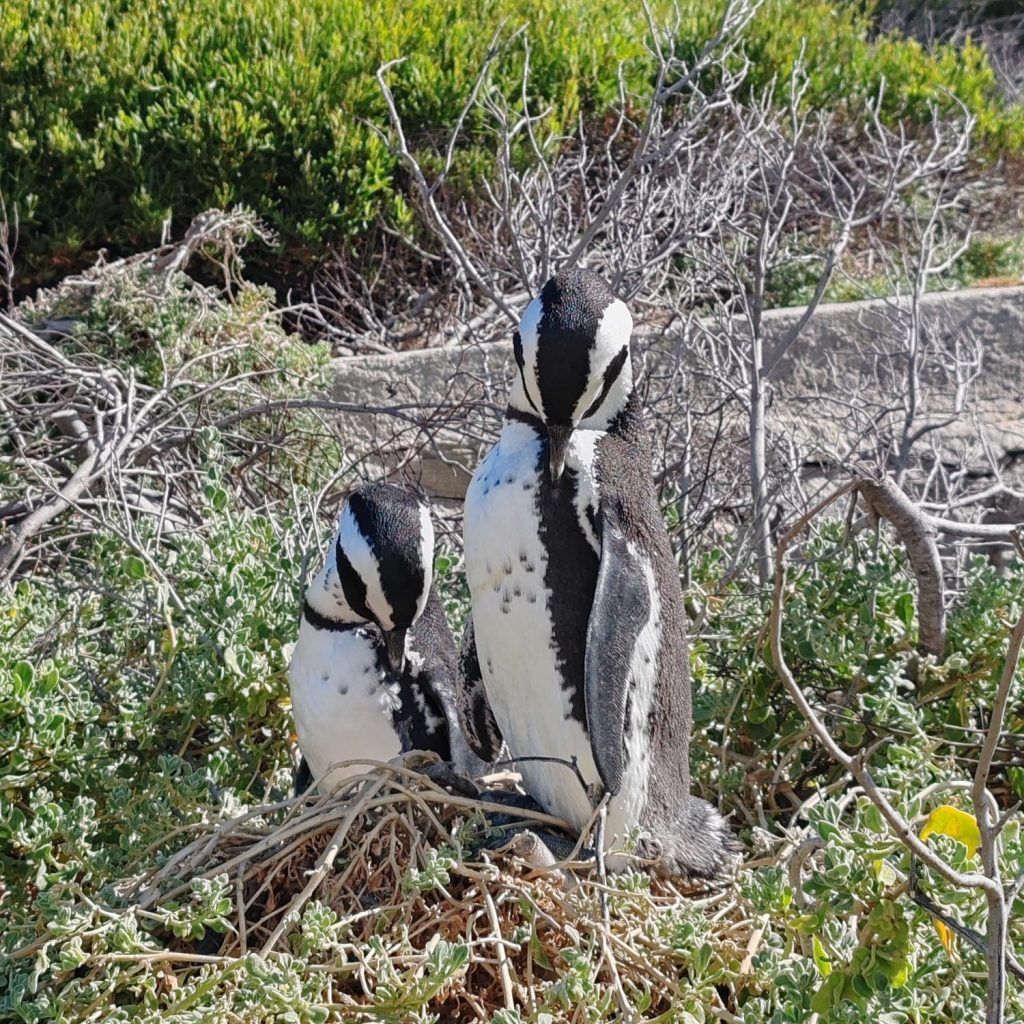 Pingviineja Betty's Bayssa Etelä-Afrikassa | Elämää Nomadina vuosikooste 2025