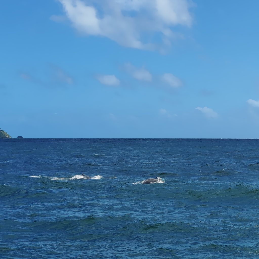 On a whale-watching tour in Samaná | Dominican Republic; Boca Chica and Samaná Peninsula | Elámää Nomadina blog