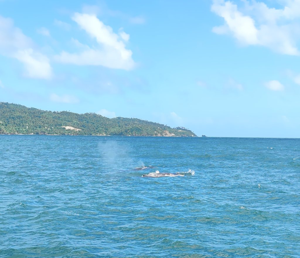 On a whale-watching tour in Samaná | Dominican Republic; Boca Chica and Samaná Peninsula | Elámää Nomadina blog