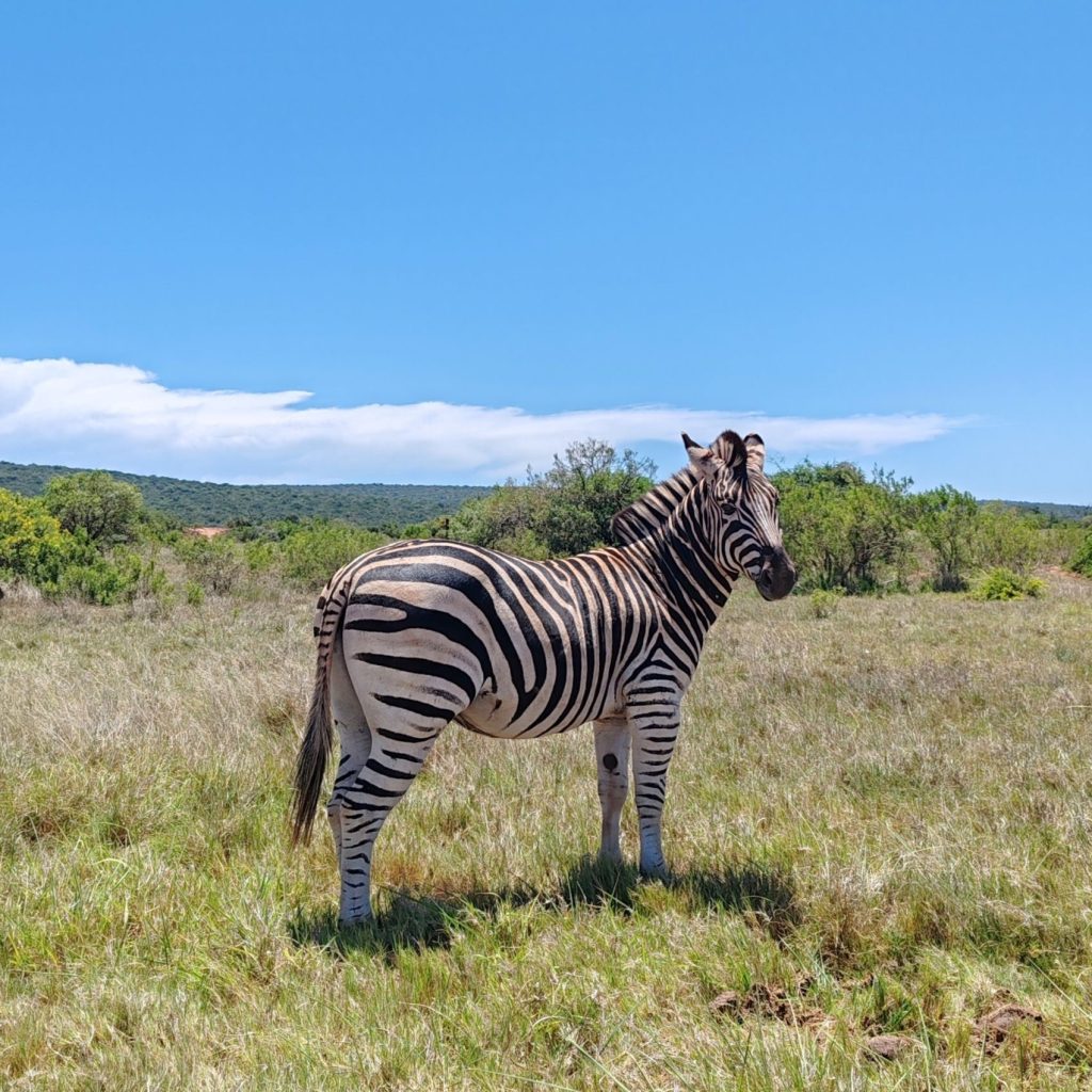 Seepra Addon kansallispuistossa Etelä-Afrikassa | Elämää Nomadina vuosikooste 2025