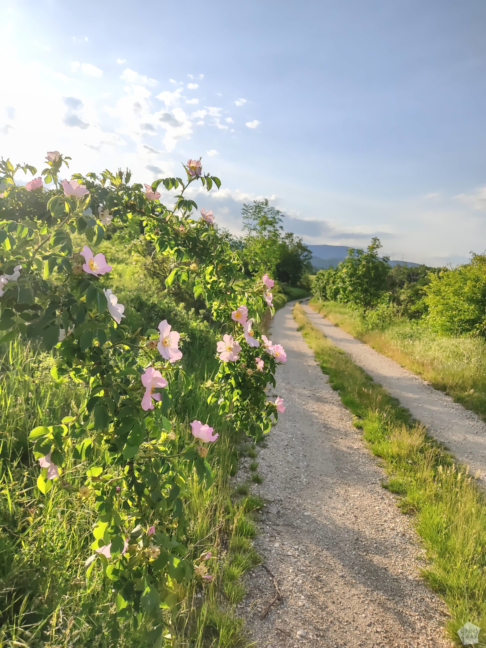 Trail view with wild flowers | Hiking trails and national parks in East Serbia | FinnsAway