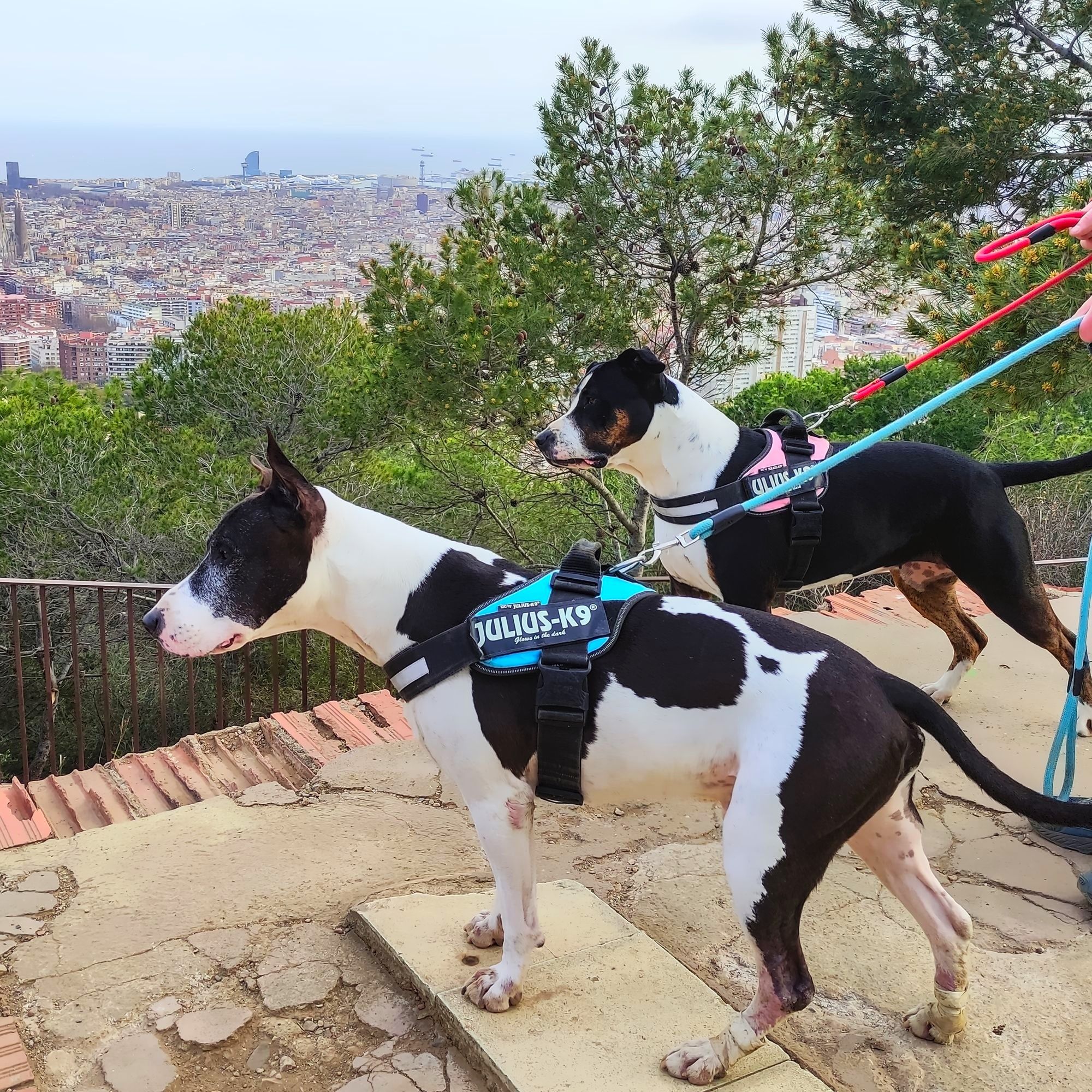 Dog-sitting in Barcelona, Spain | Nomad year 2022 summary | FinnsAway Travel Blog