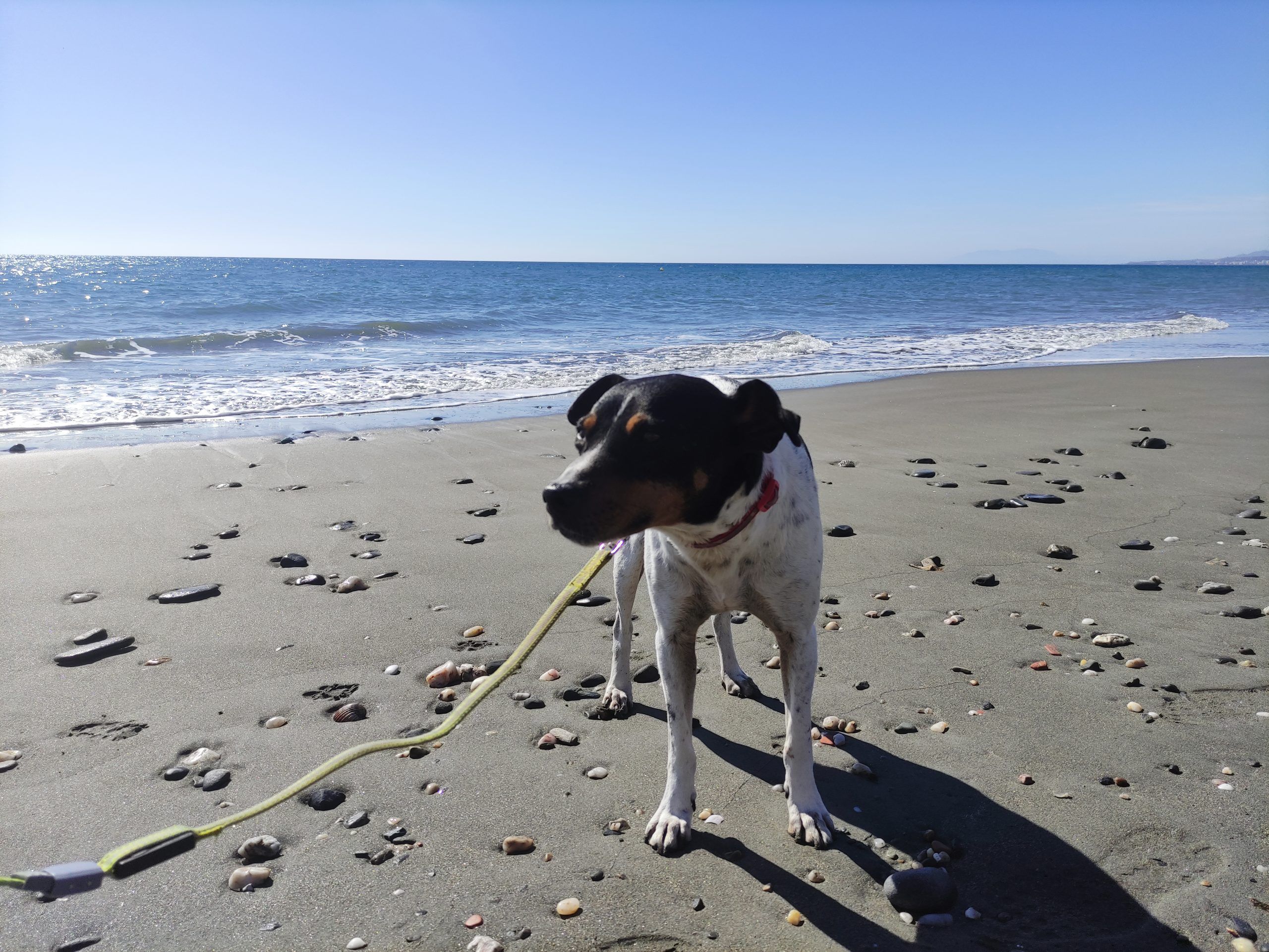 Dog-sitting in Andalucia, Spain | Nomad year 2022 summary | FinnsAway Travel Blog