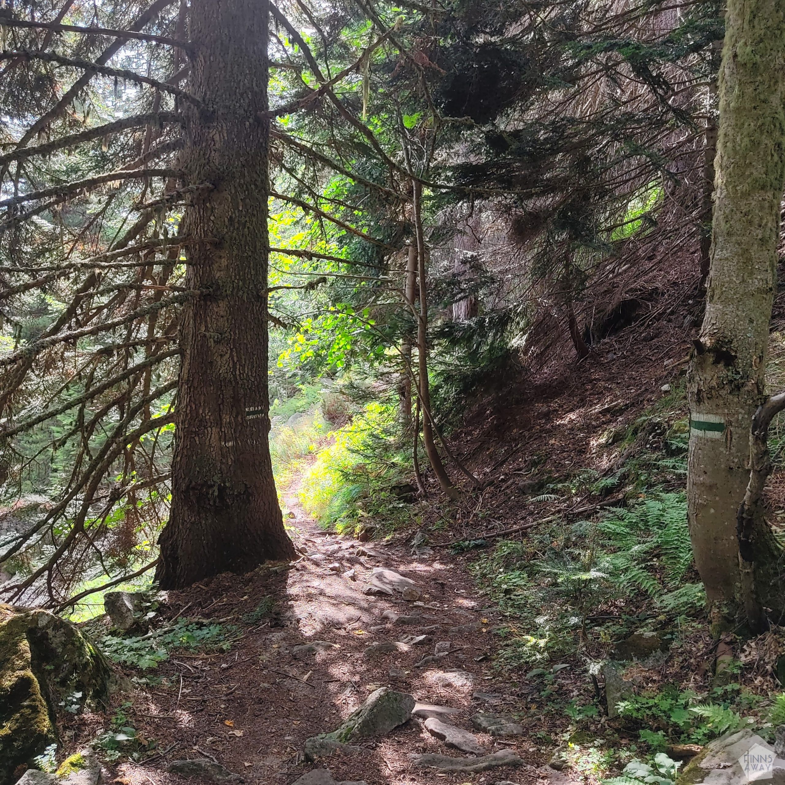 Hiking path through old forest | Hiking in Rila Mountains, Bulgaria | FinnsAway blog