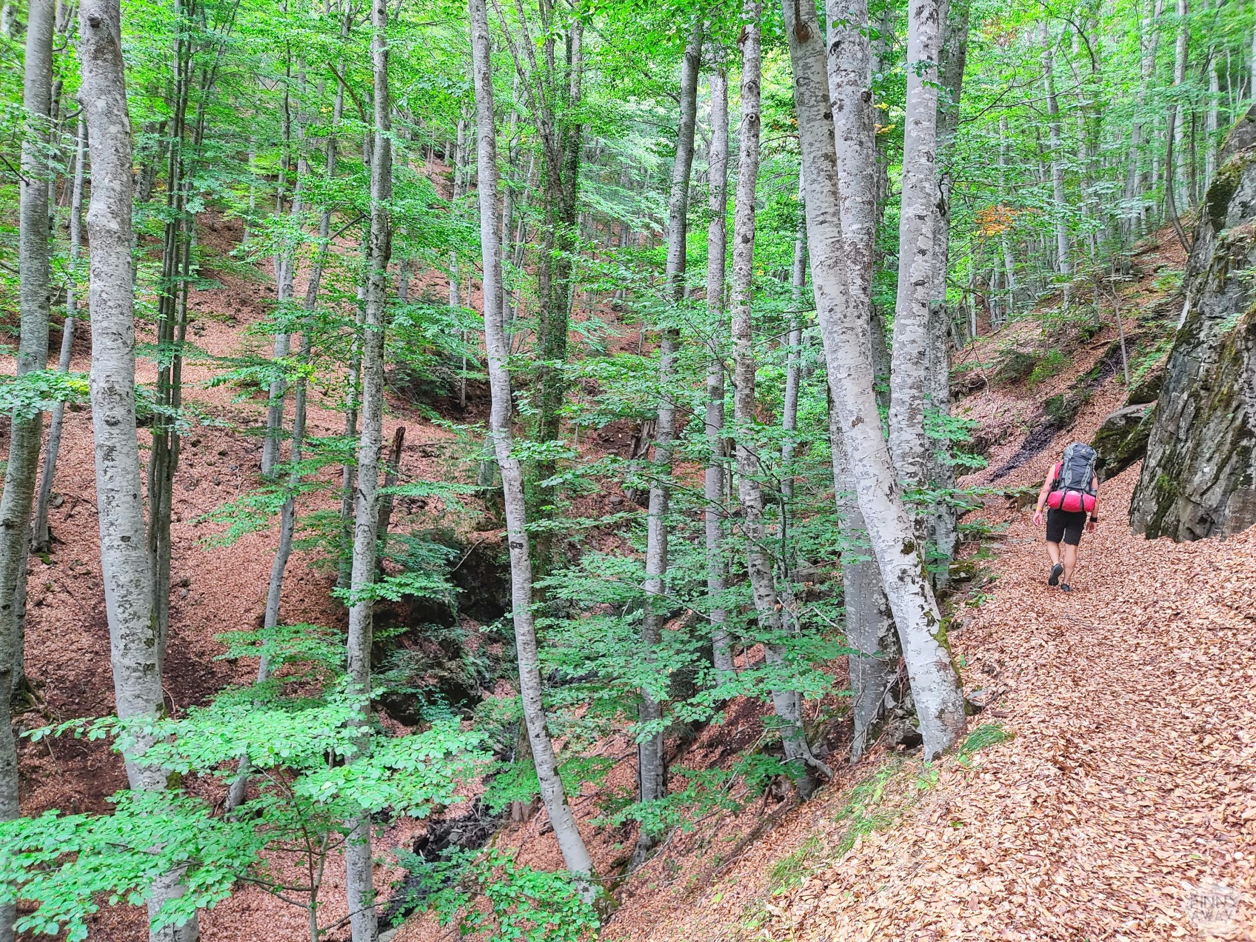 Path up through a forest | Hiking in Rila Mountains, Bulgaria | FinnsAway blog
