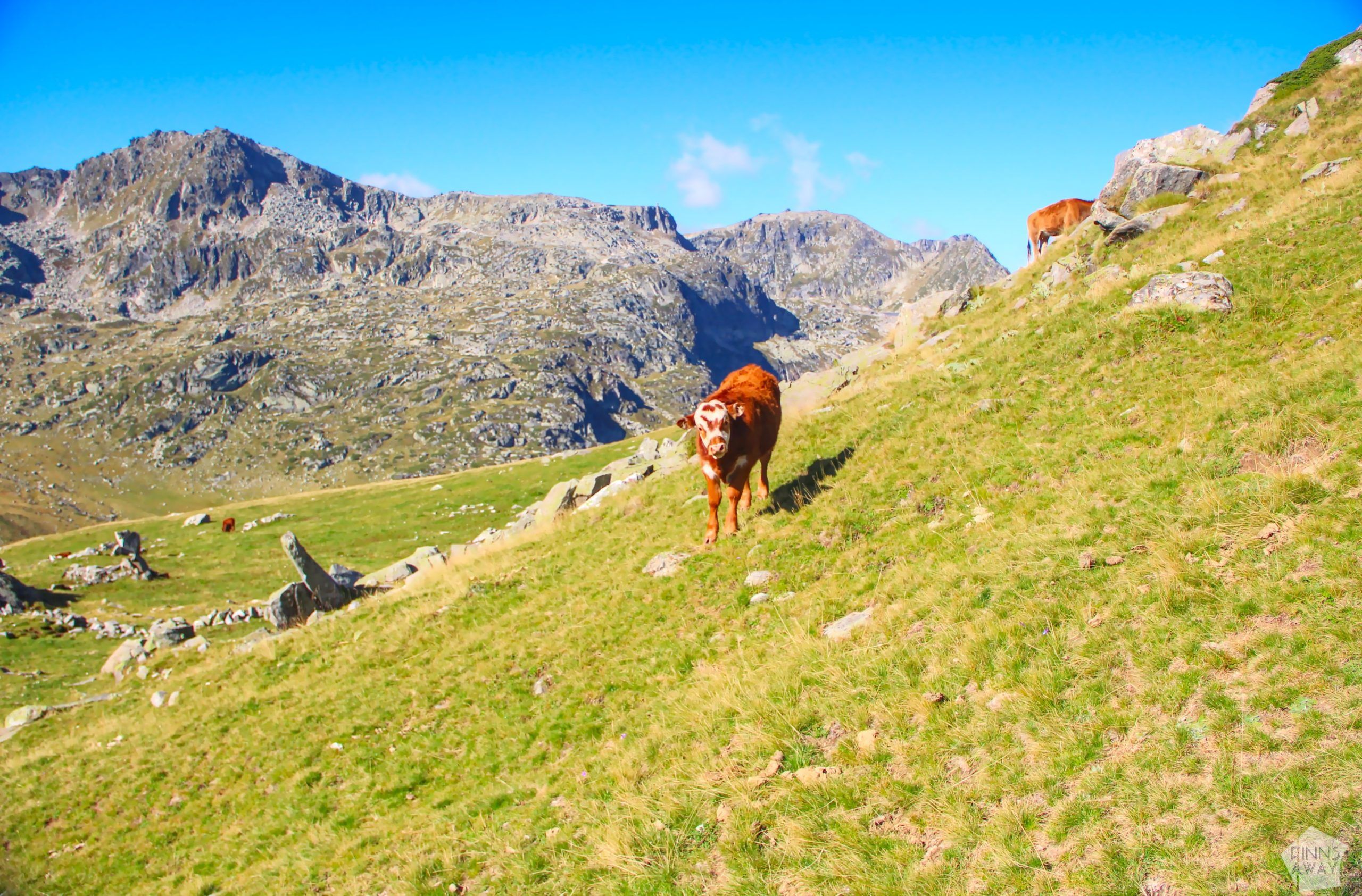 Mountain cow says hello | Hiking in Rila Mountains, Bulgaria | FinnsAway blog