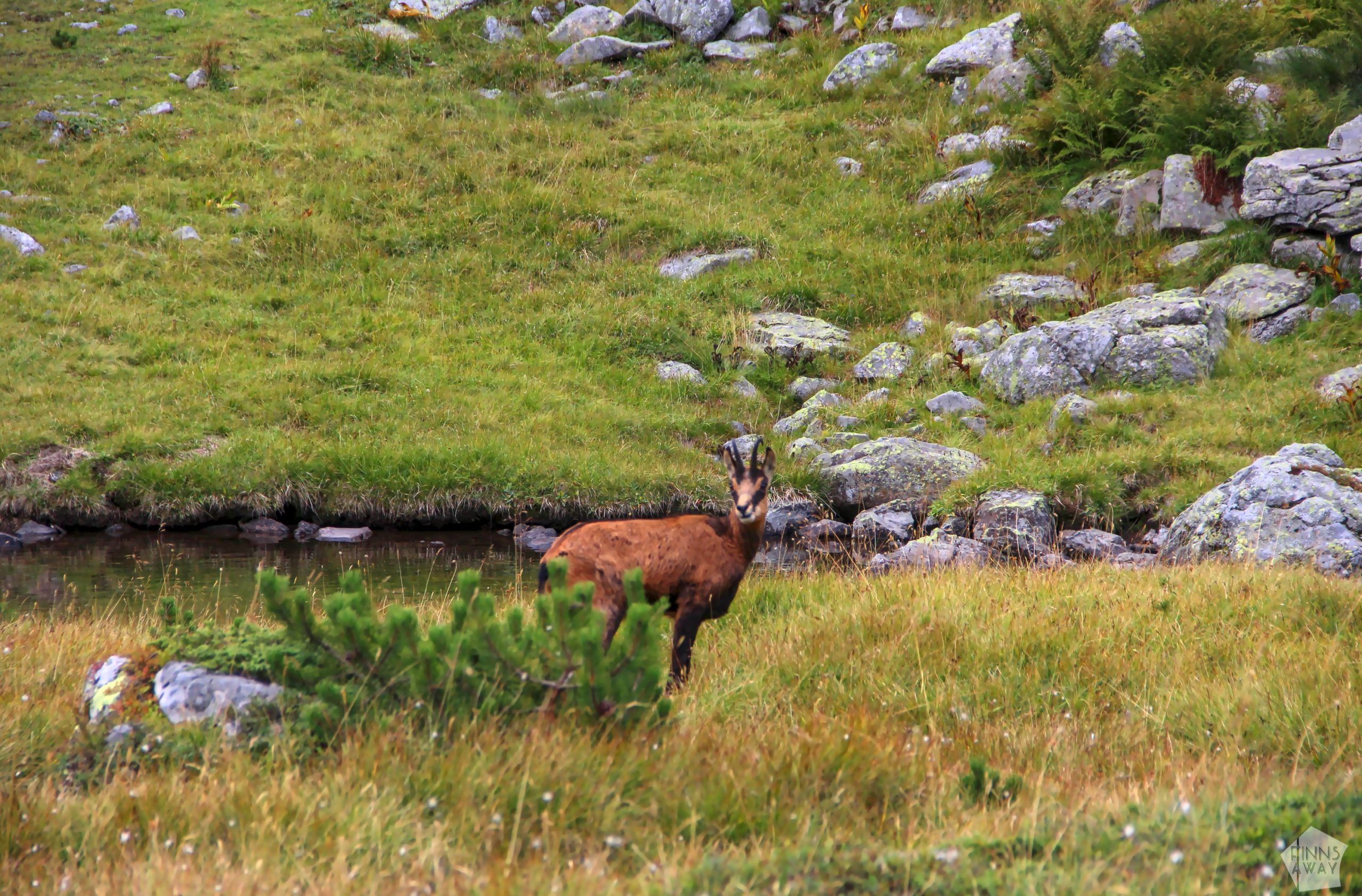 Balkan chamois | Hiking in Rila Mountains, Bulgaria | FinnsAway blog