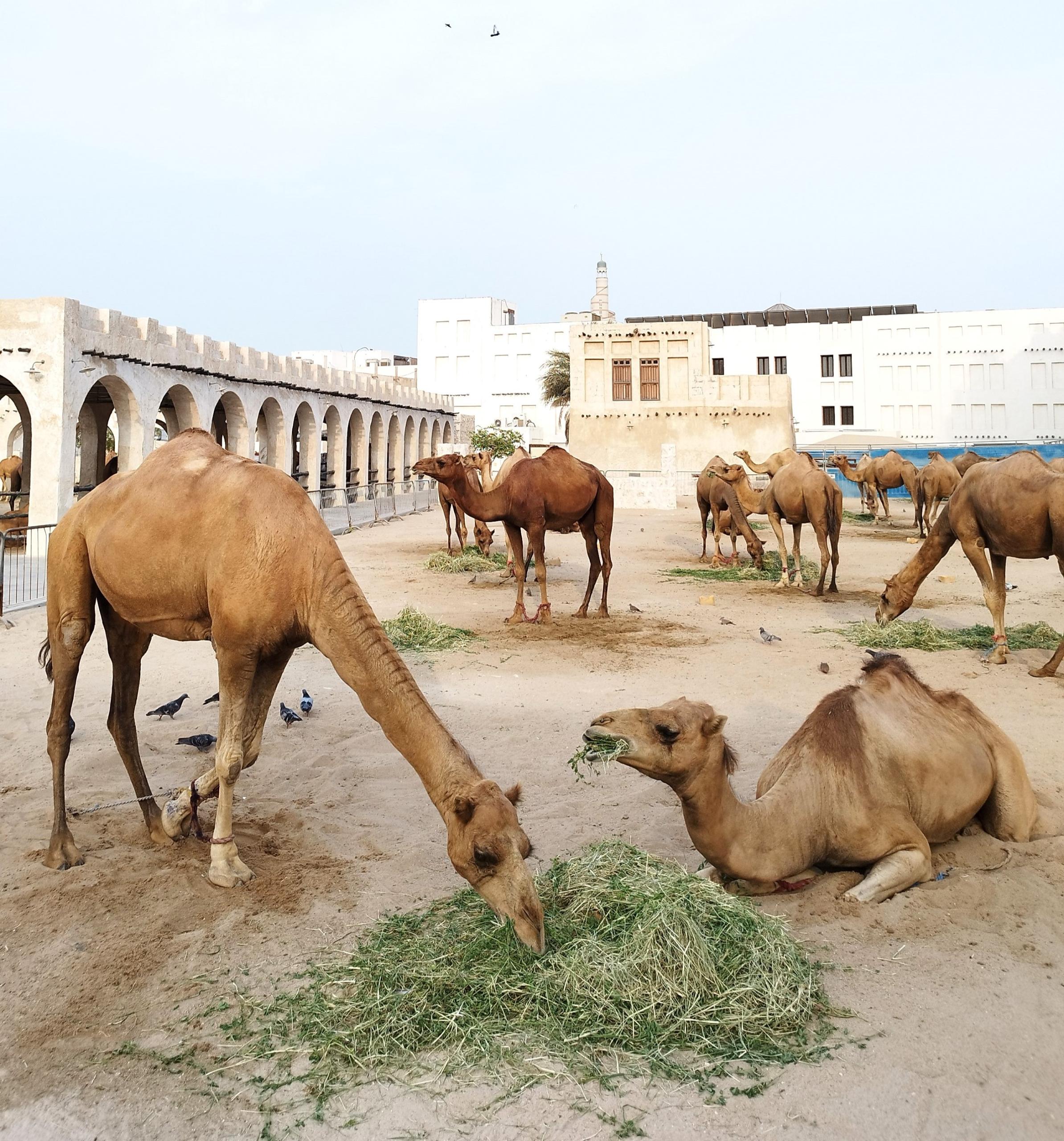 Camel pen, Souq Waqif, Doha | To East Africa via a stopover in Doha, Qatar | FinnsAway nomadic life
