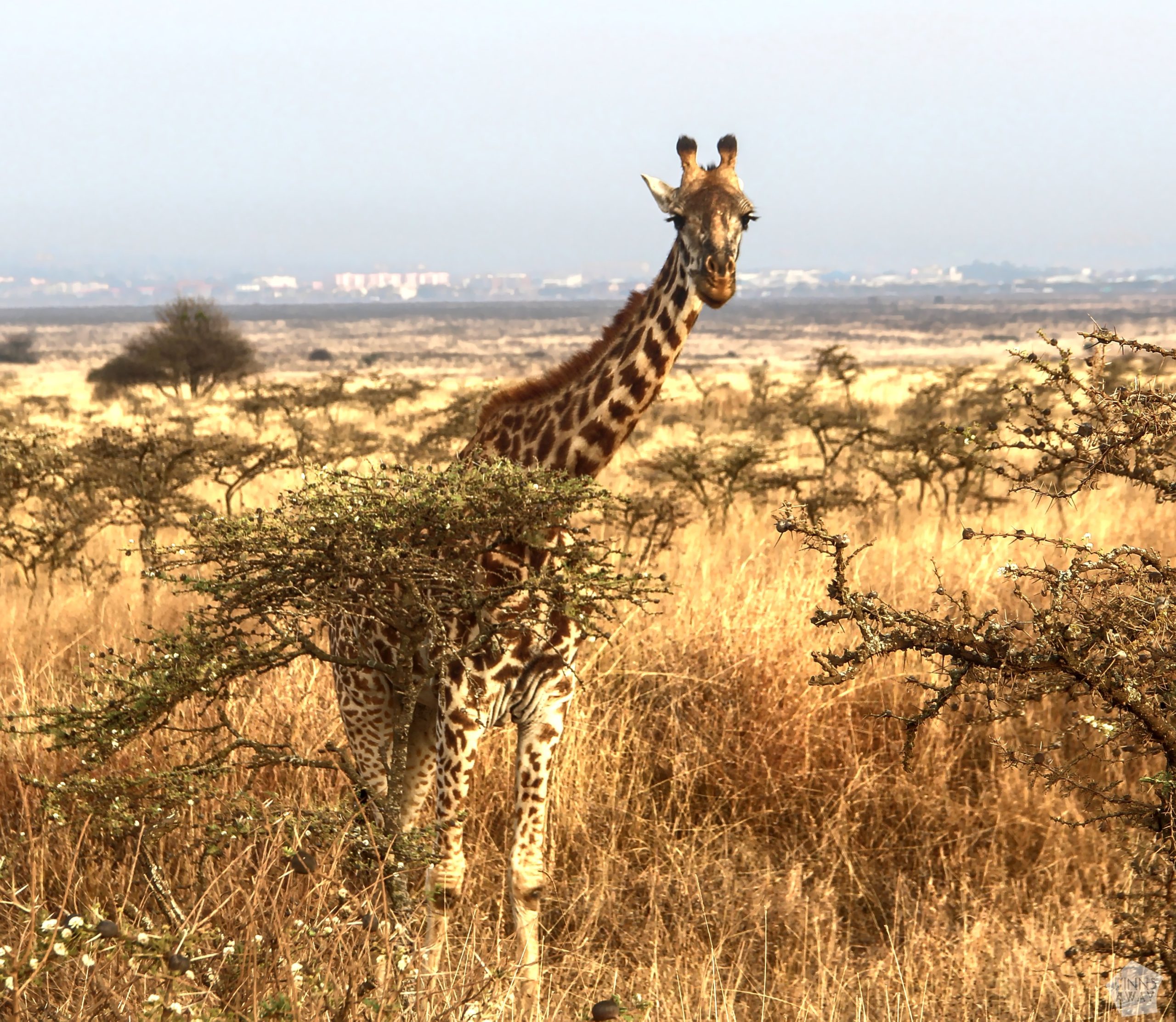Masai giraffe | Nairobi National Park, Kenya | FinnsAway blog