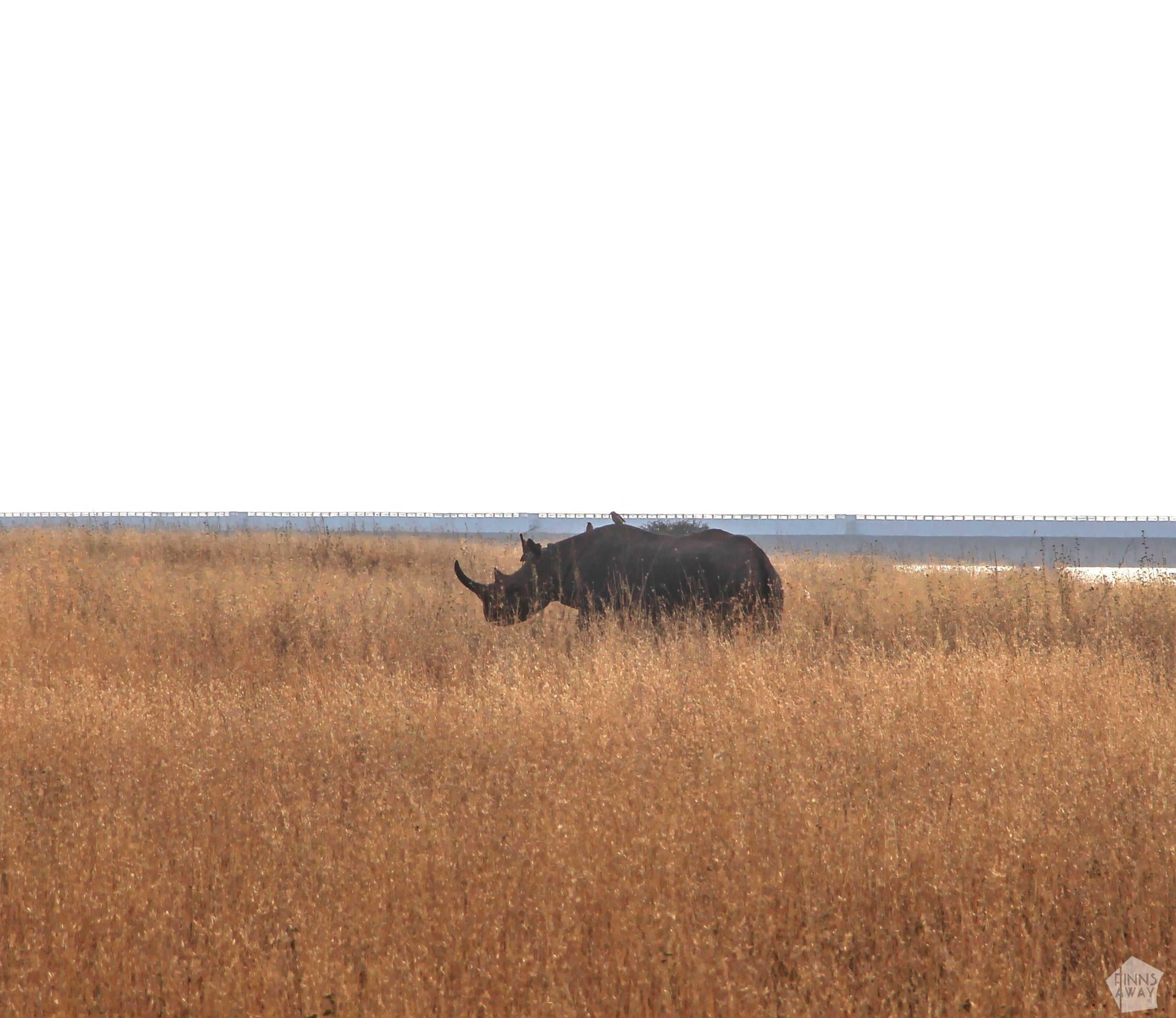 Black Rhino | Nairobi National Park, Kenya | FinnsAway blog