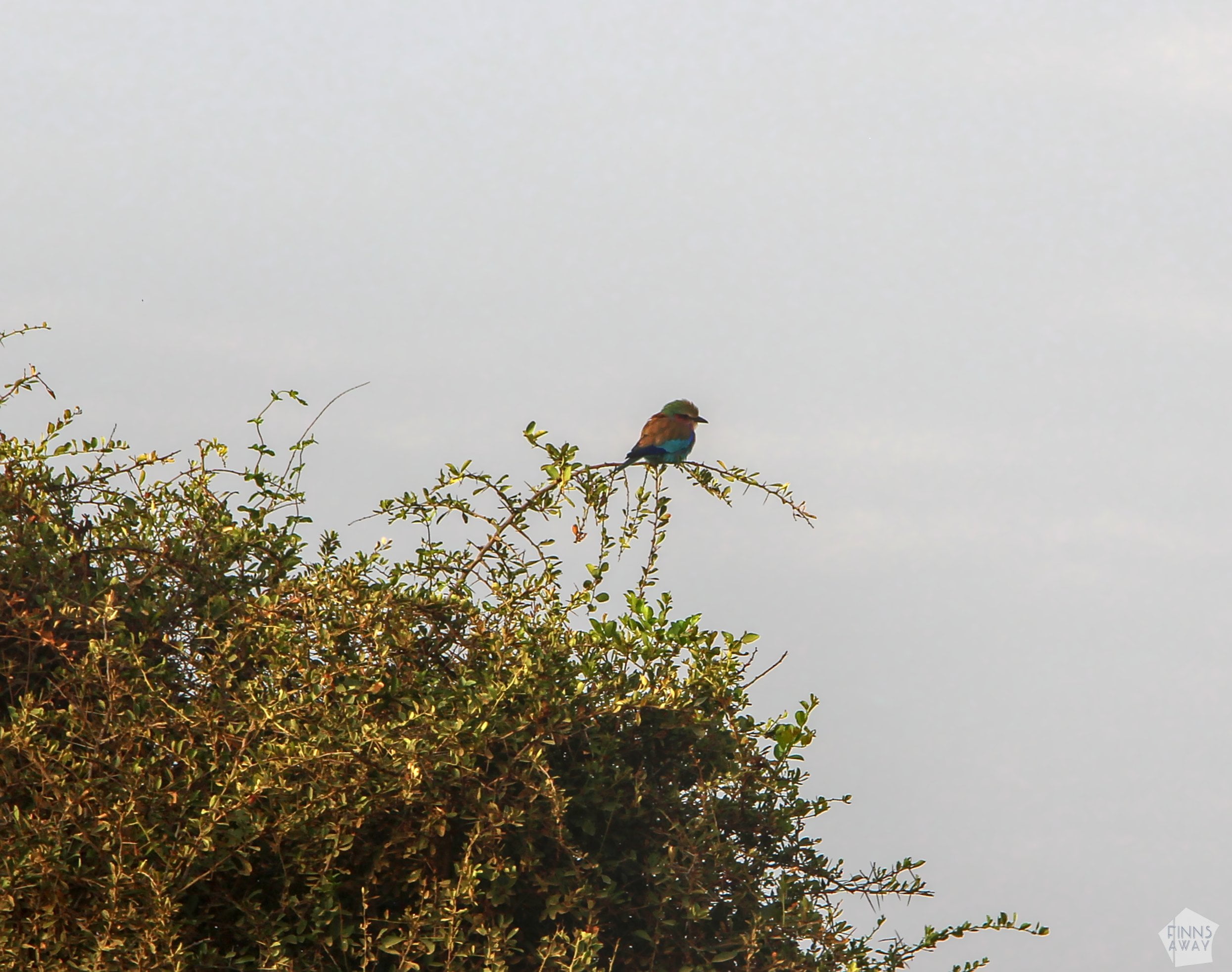 Lilac-breasted roller | Nairobi National Park, Kenya | FinnsAway blog