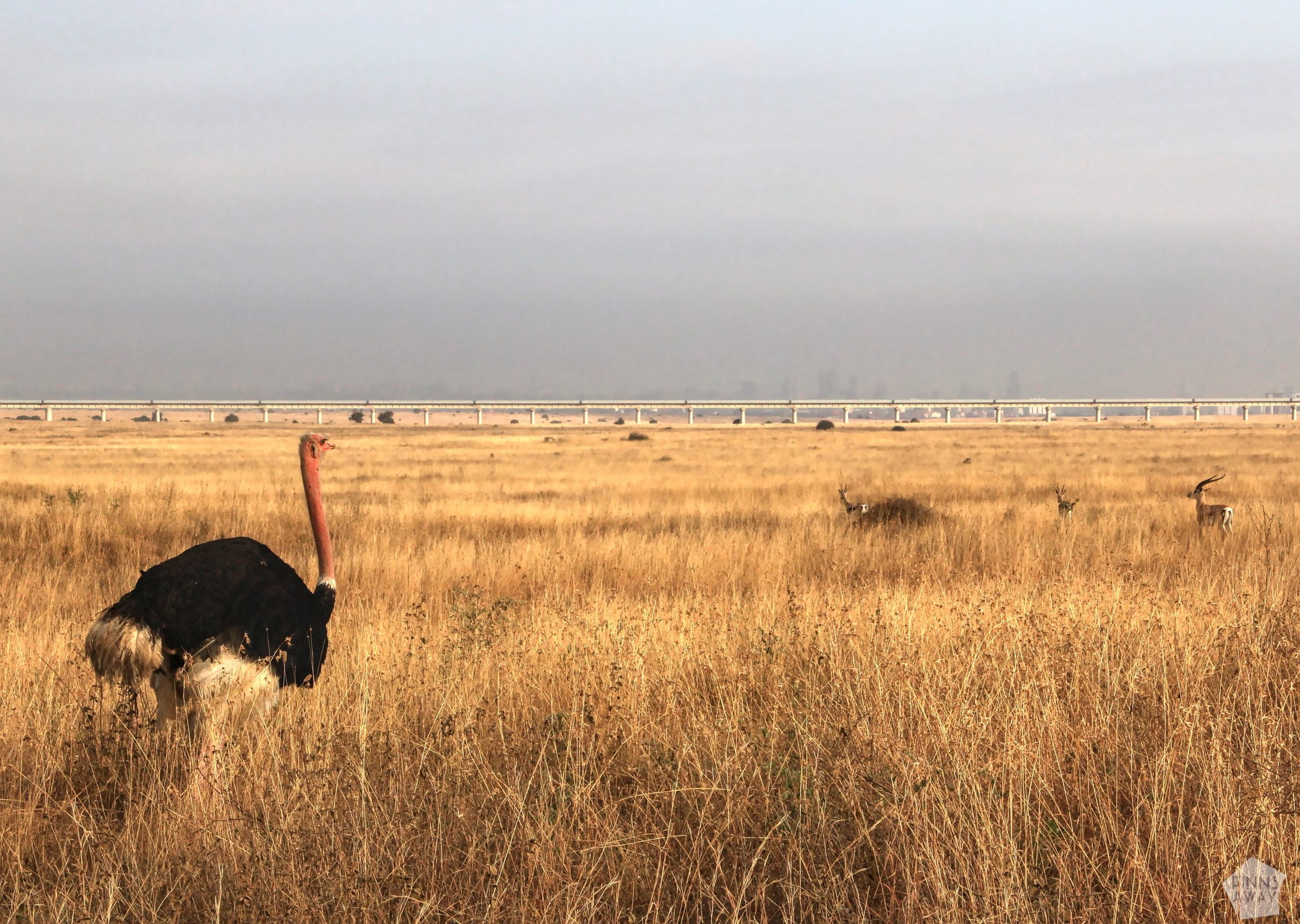 Male ostricht | Nairobi National Park, Kenya | FinnsAway blog
