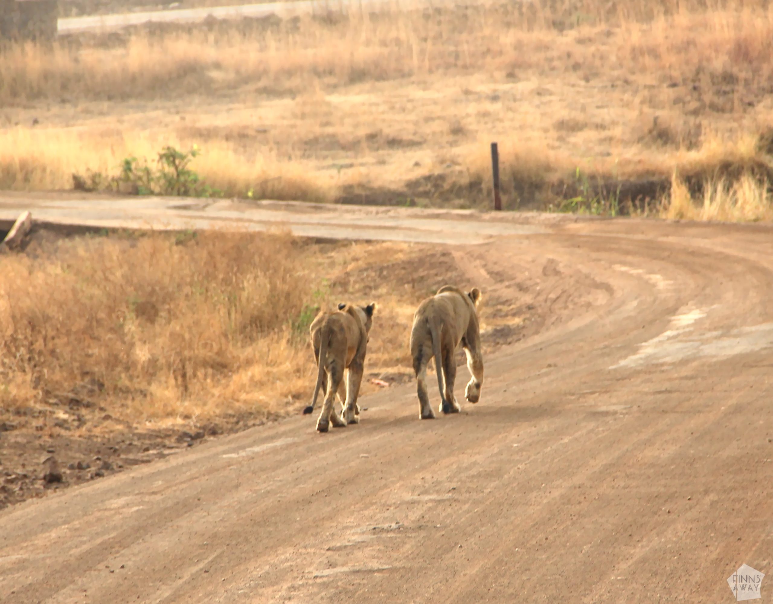 Lions on a walk | Nairobi National Park, Kenya | FinnsAway blog