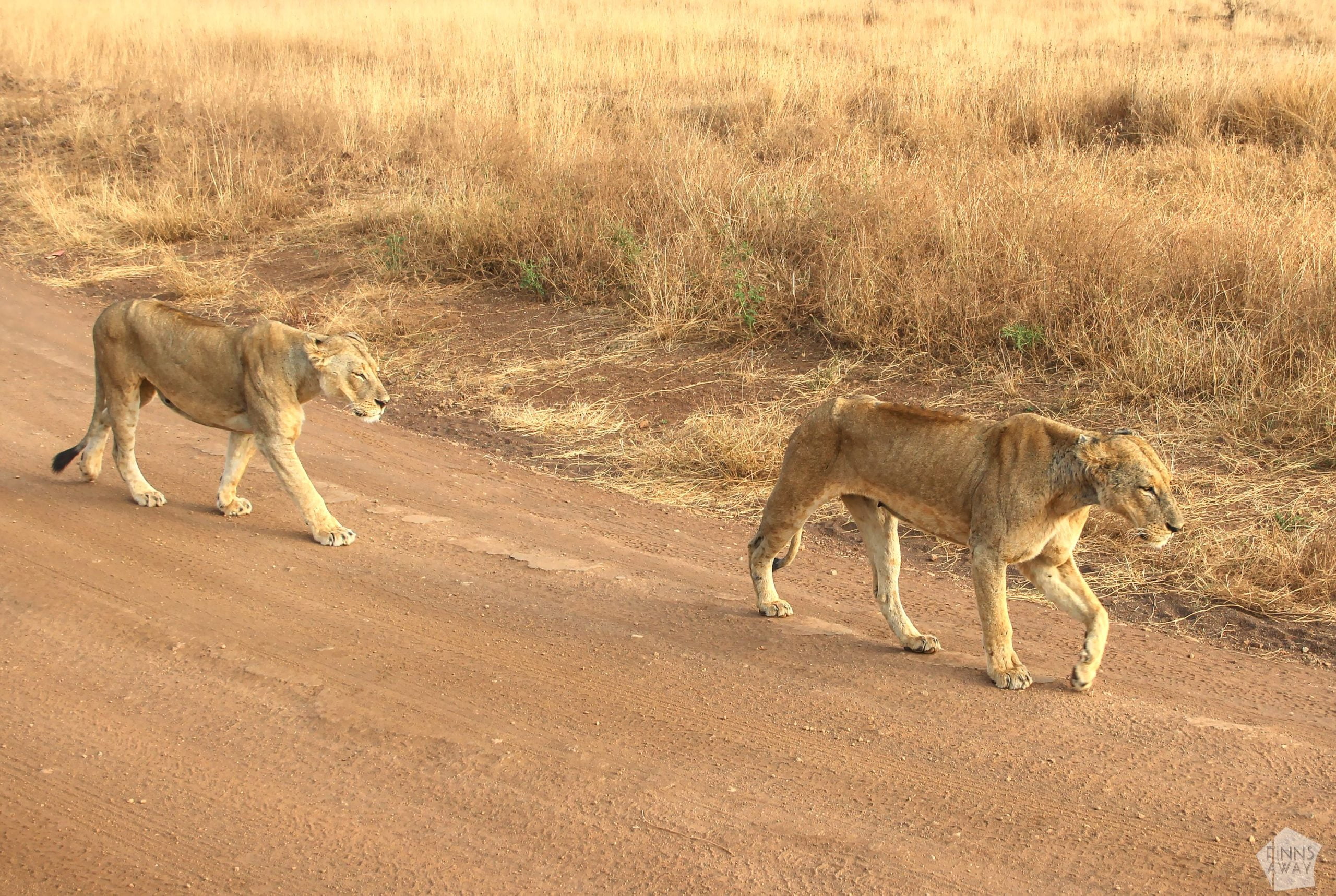 Lions on a walk | Nairobi National Park, Kenya | FinnsAway blog