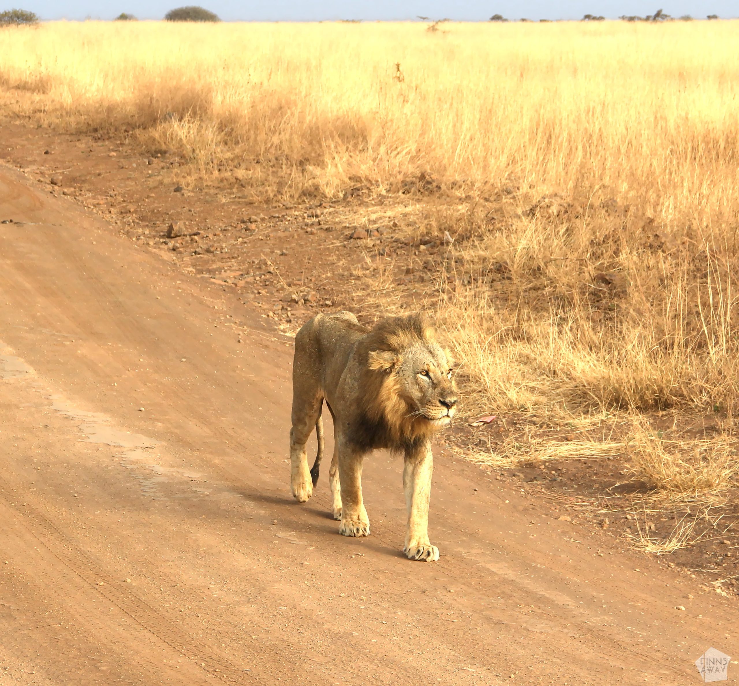 Male lion | Nairobi National Park, Kenya | FinnsAway blog