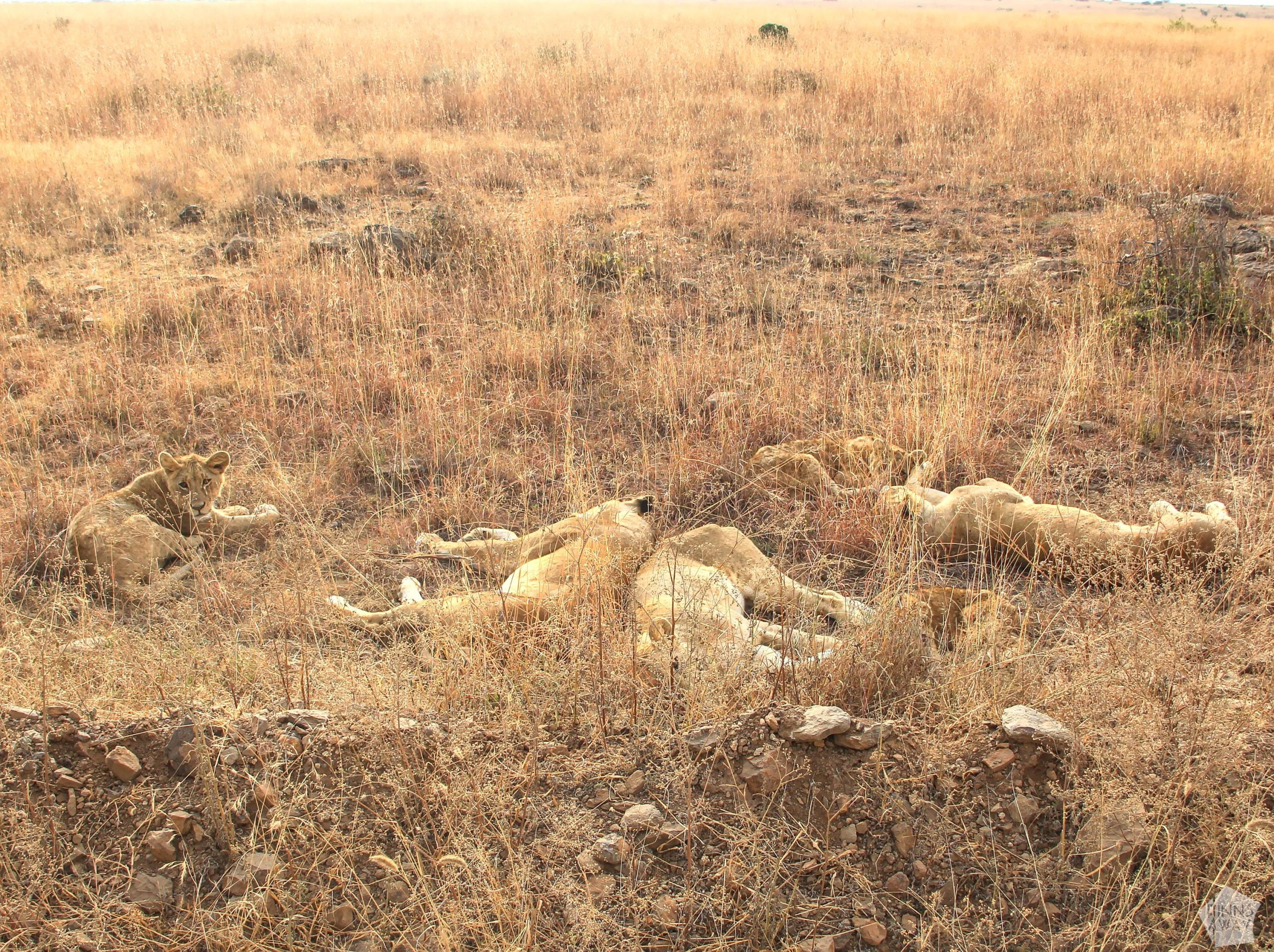 Lions sleeping | Nairobi National Park, Kenya | FinnsAway blog