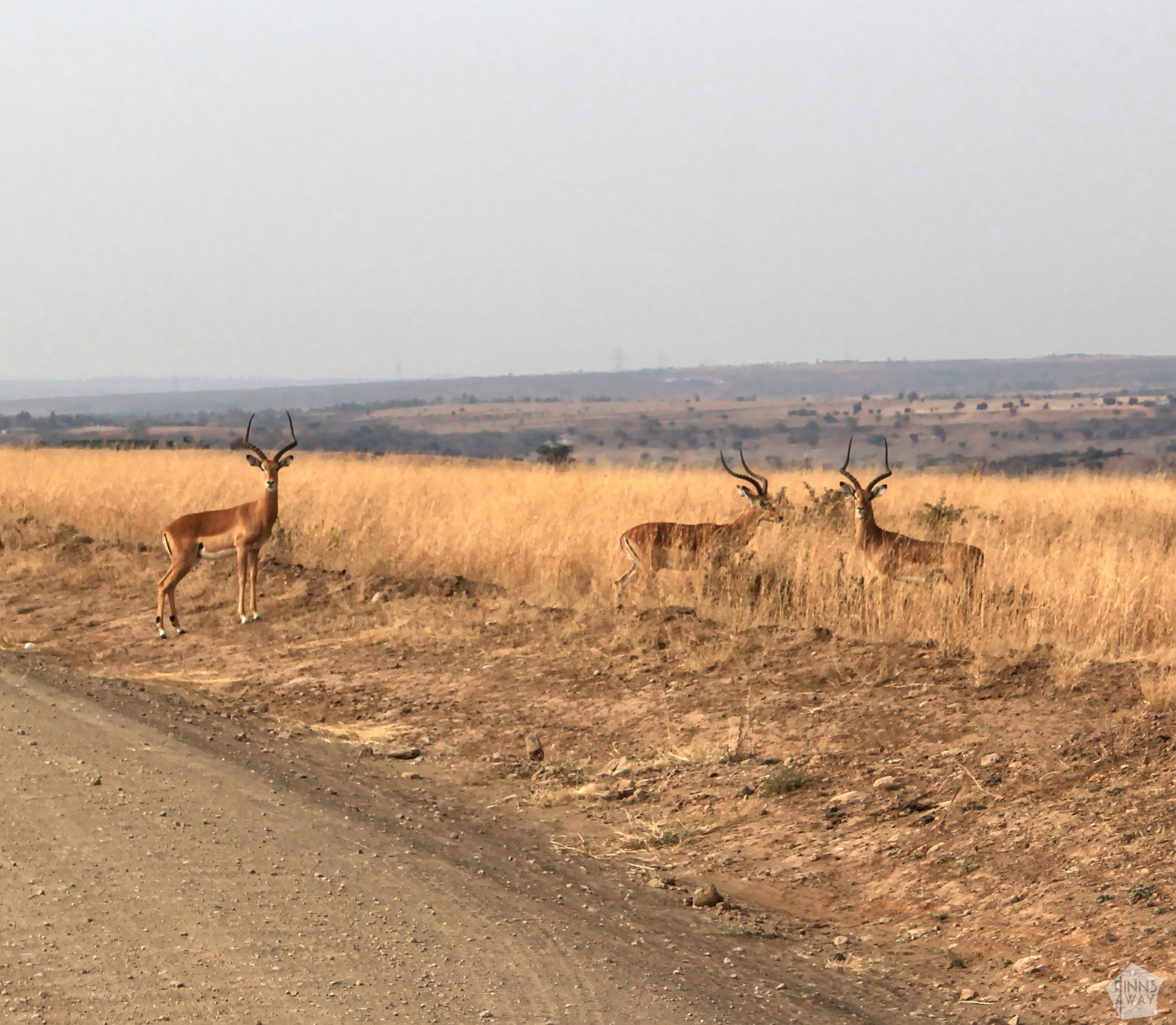 Impala antelopes | Nairobi National Park, Kenya | FinnsAway blog