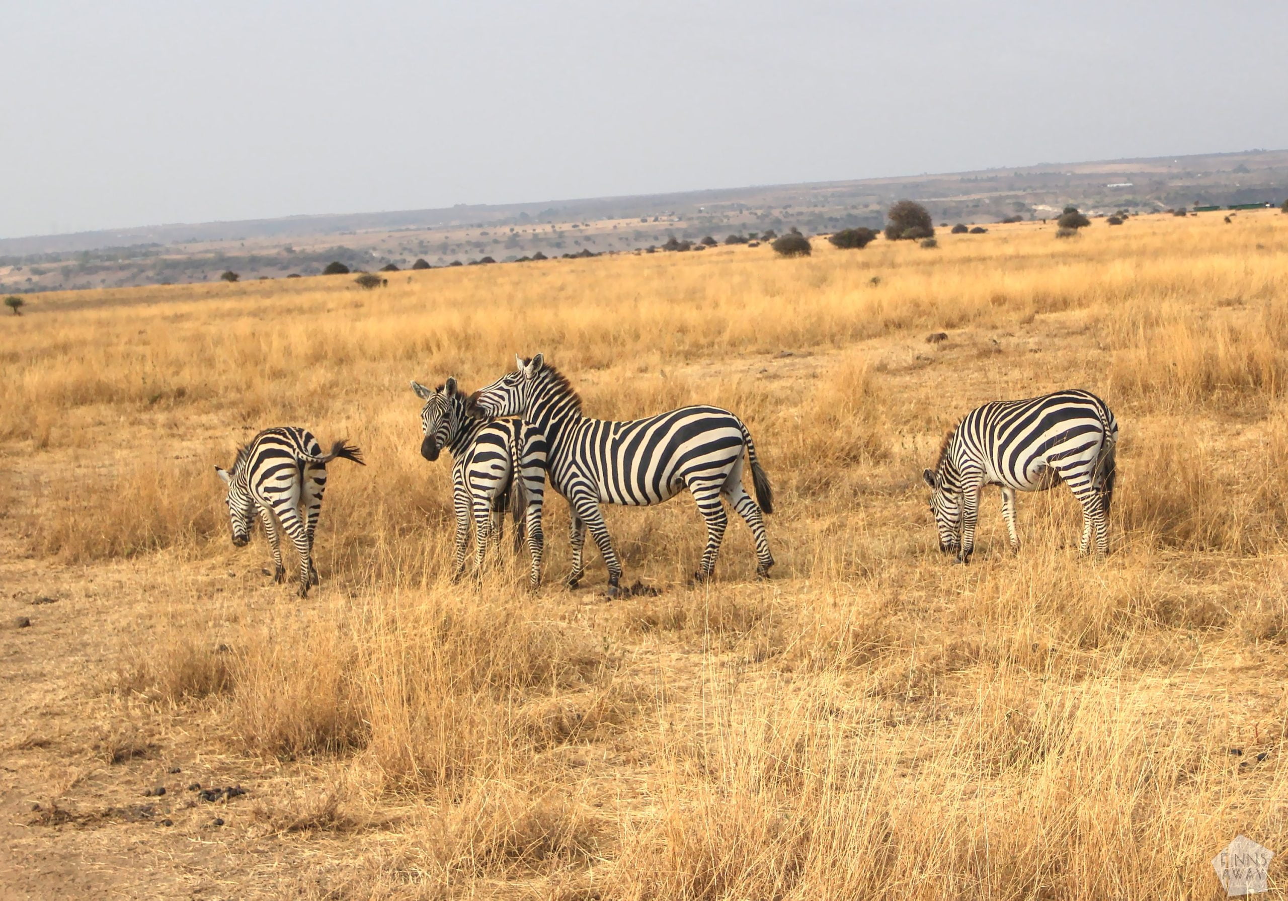 Zebras | Nairobi National Park, Kenya | FinnsAway blog
