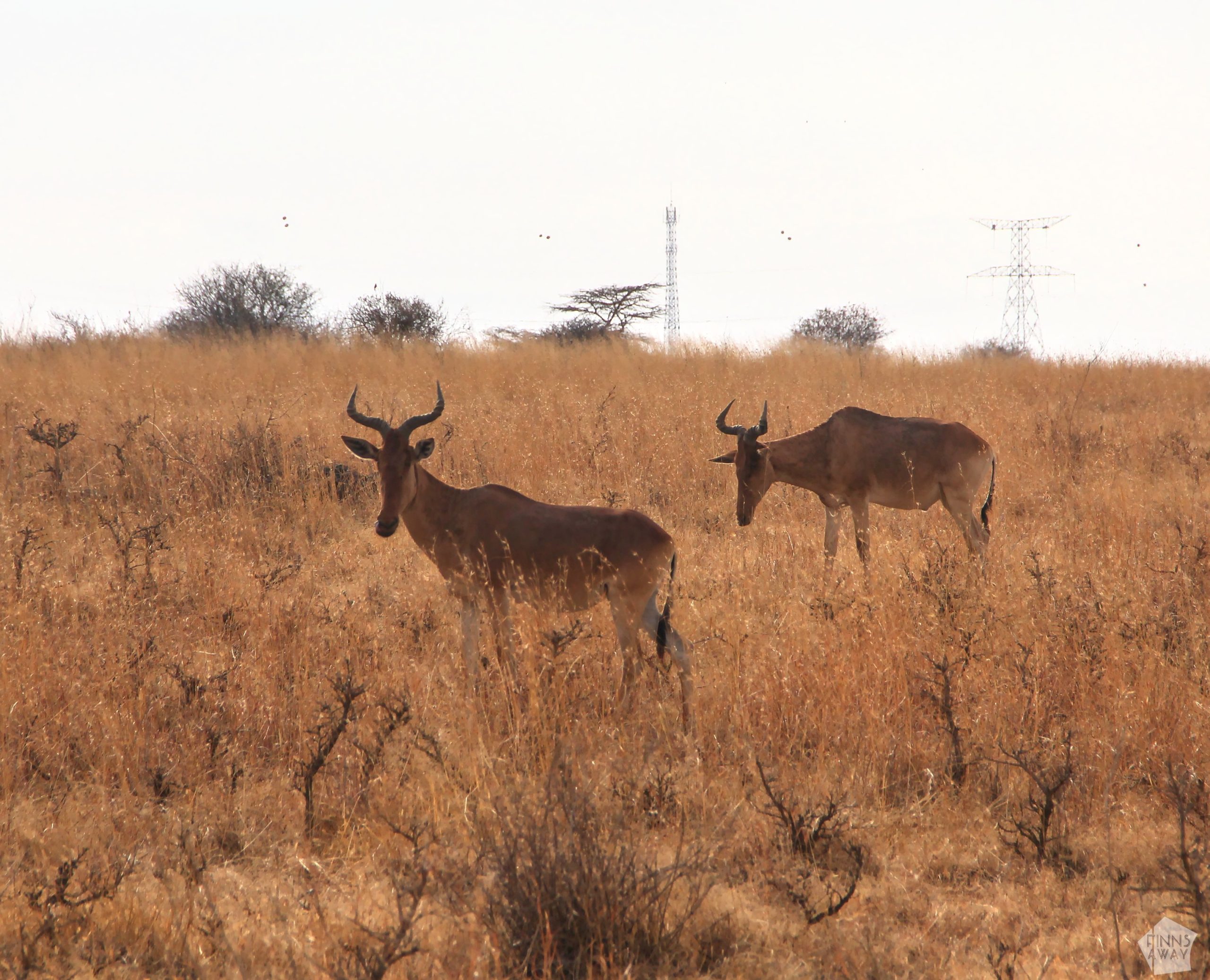 Hartebeest antelopes | Nairobi National Park, Kenya | FinnsAway blog