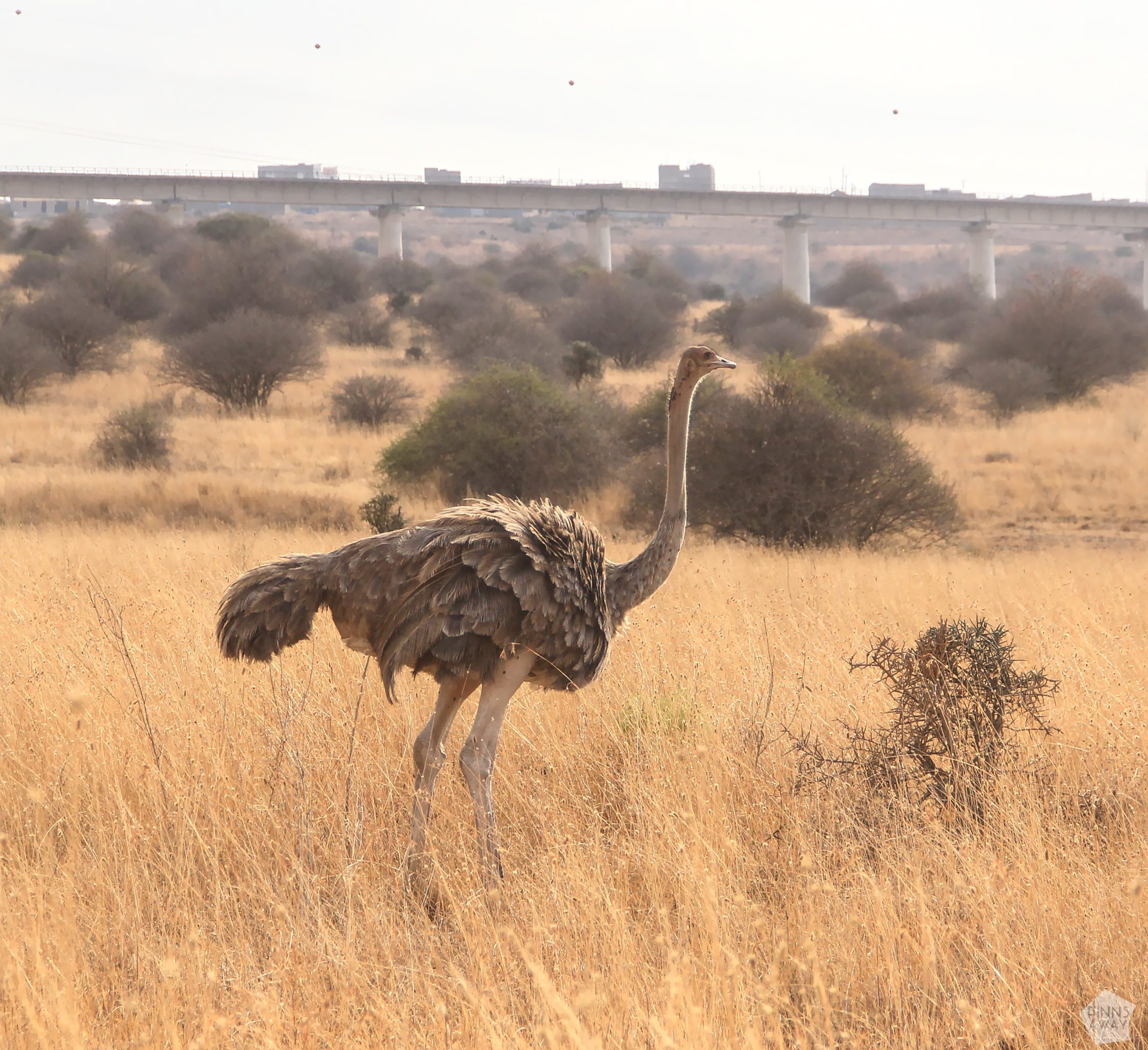 Female ostricht | Nairobi National Park, Kenya | FinnsAway blog