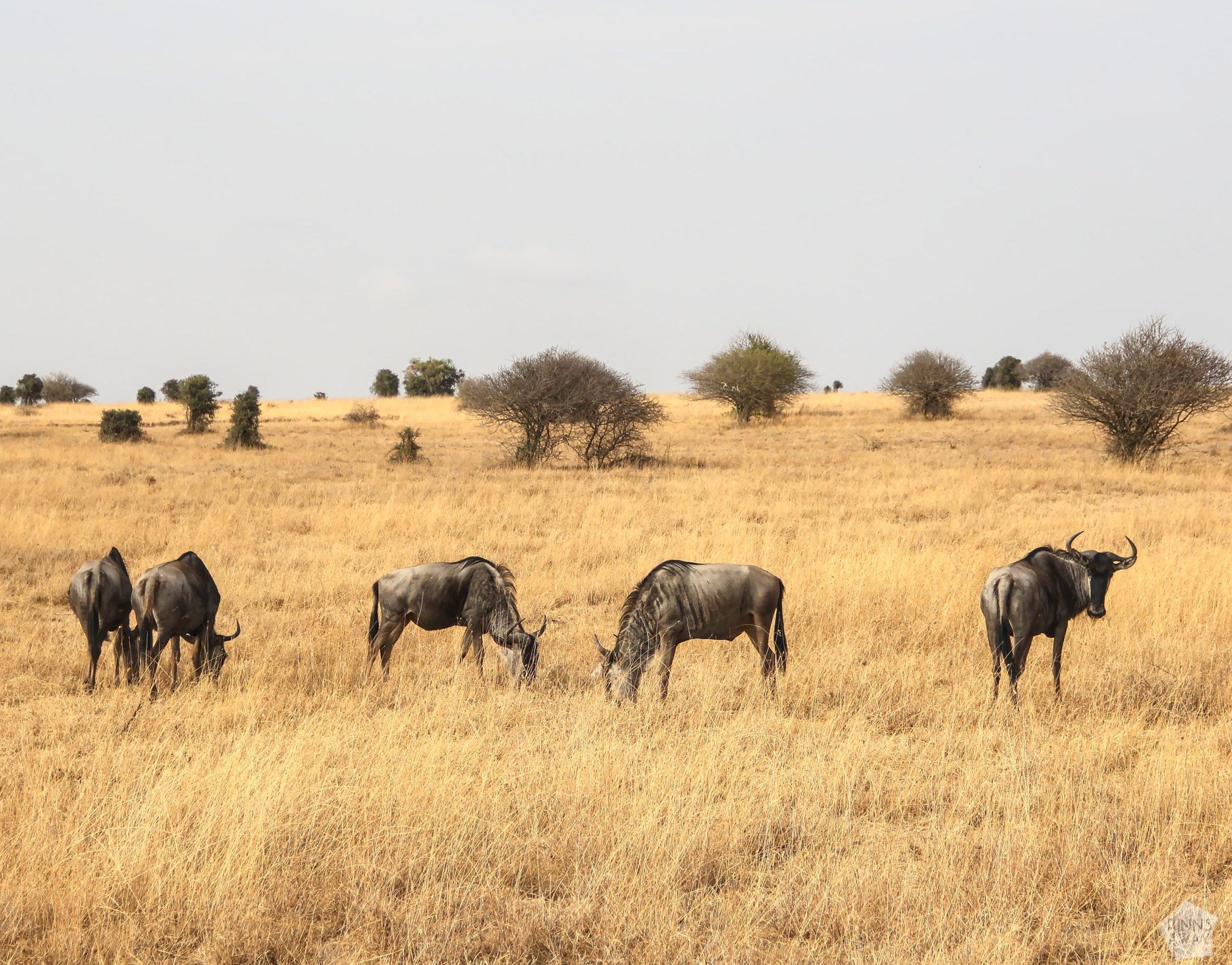 Blue wildebeest antelopes | Nairobi National Park, Kenya | FinnsAway blog