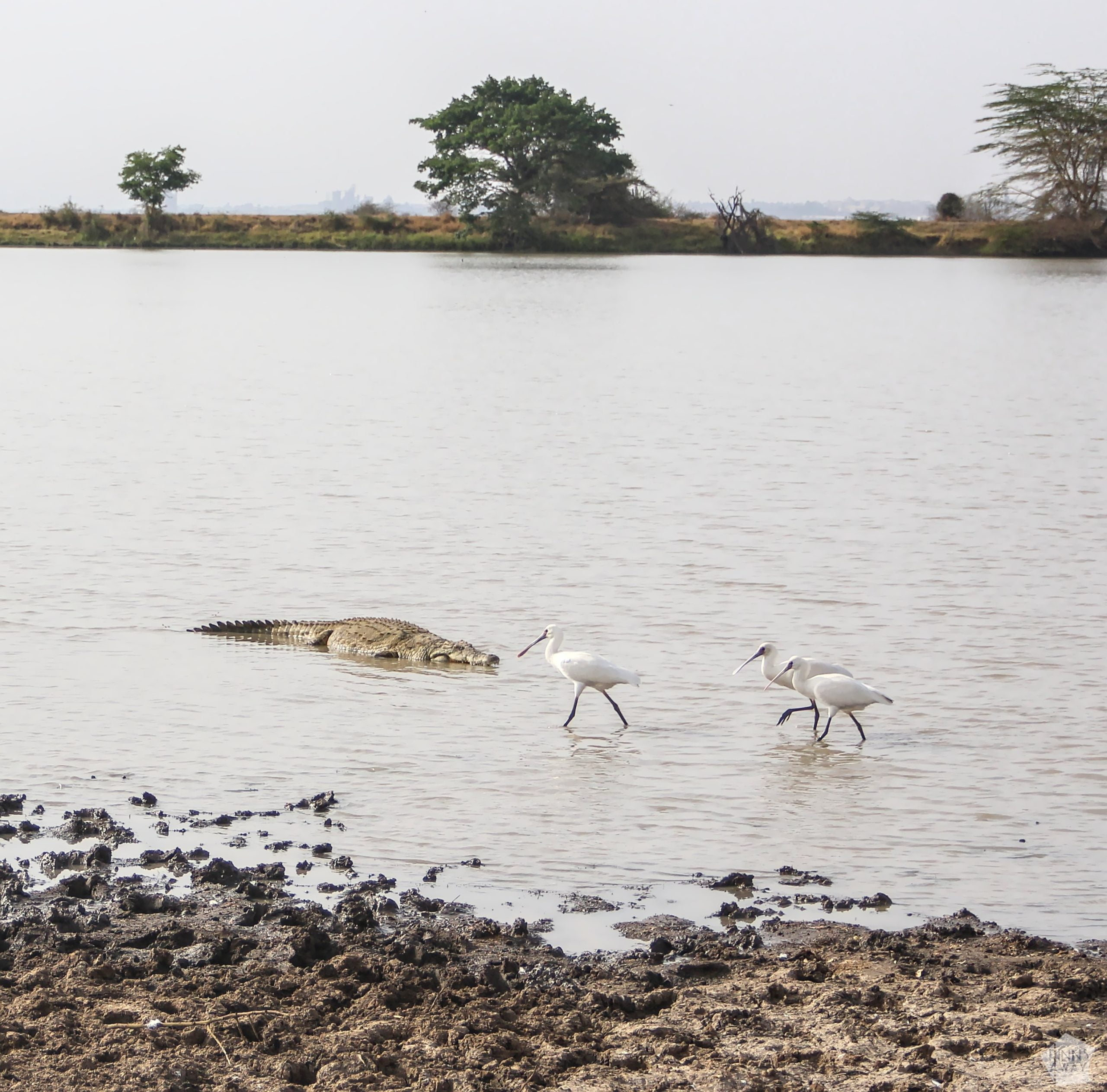 Nile crocodile and spoonbill birds | Nairobi National Park, Kenya | FinnsAway blog